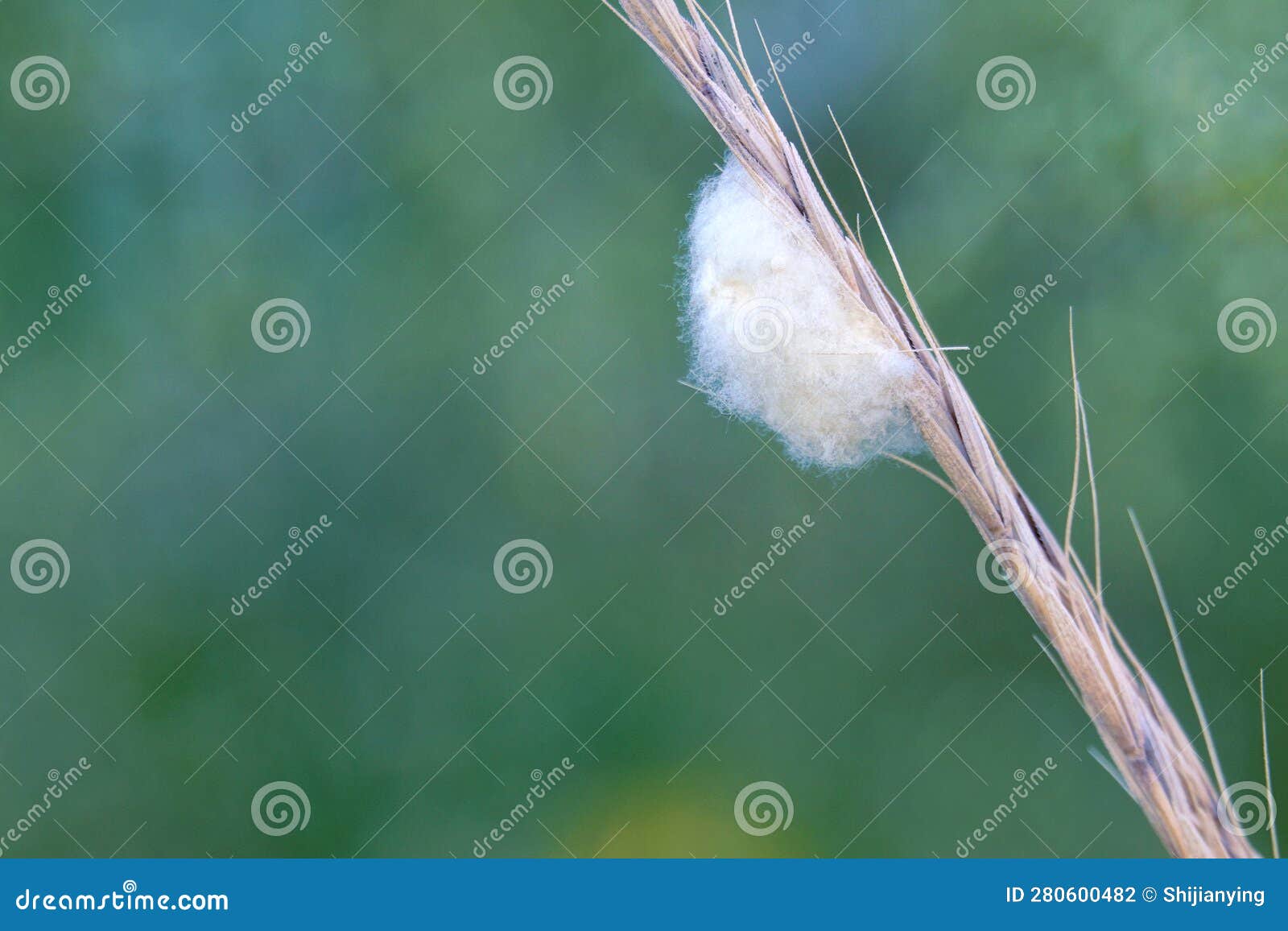 Insect egg mass stock photo. Image of mass, life, animal 280600482