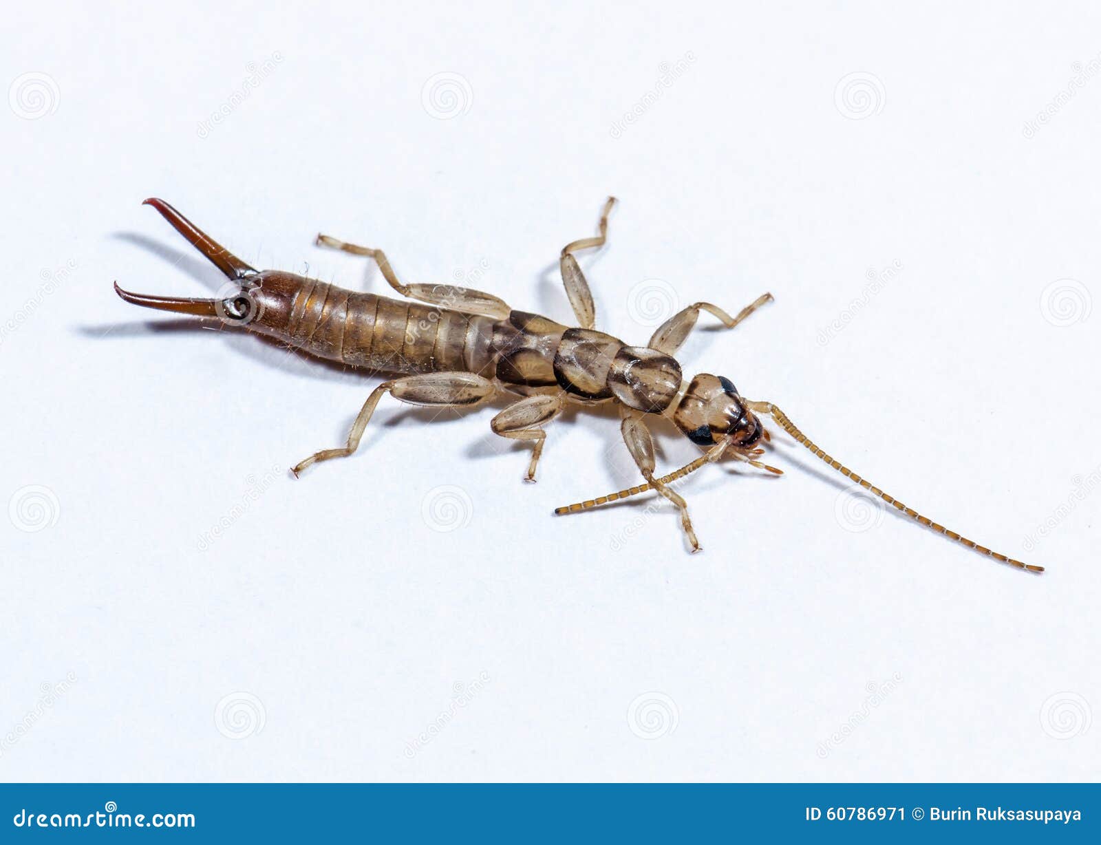 Close Up of Insect Named Earwig Stock Image Image of small, extreme 60786971