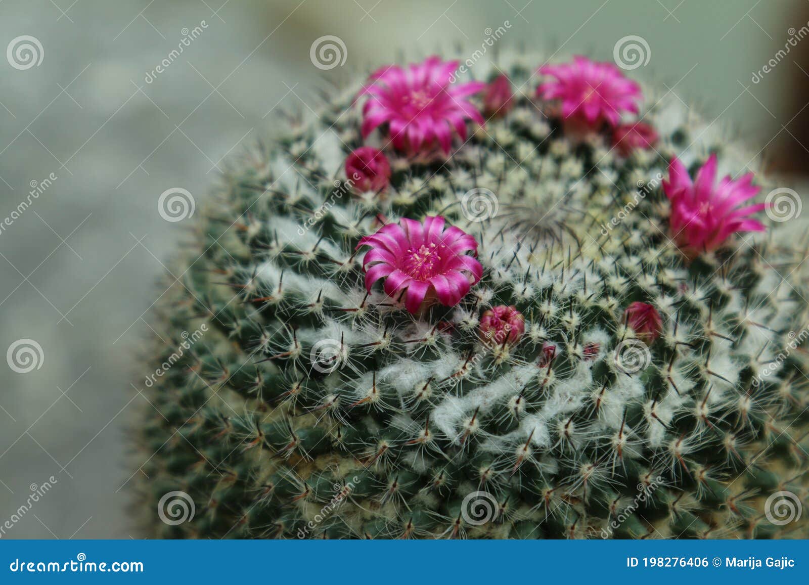 intensive purple flowers of the mamillaria cactus
