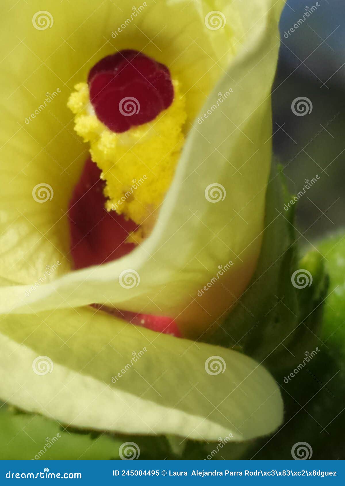 a close up of the interior of a okra flower. detalle del interior de una flor de molondrÃÂ³n