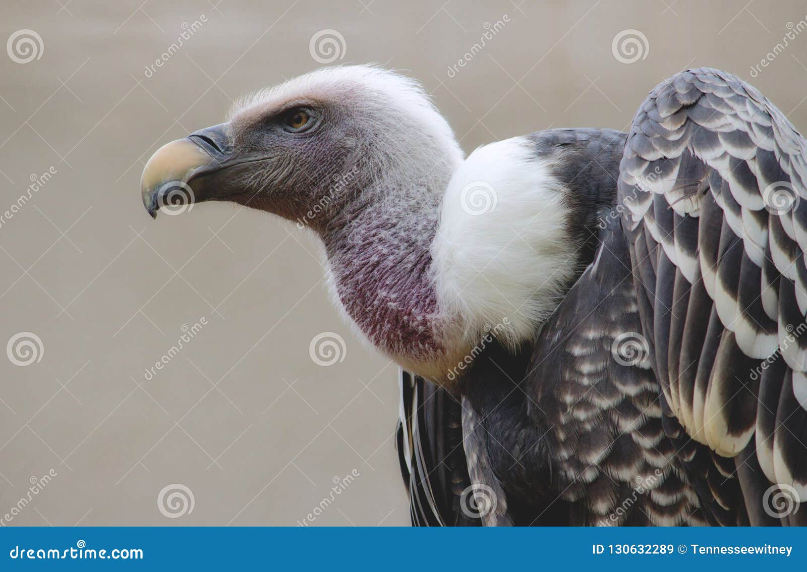 Close-up Isolated Portrait of a Vulture Stock Image - Image of gyps ...