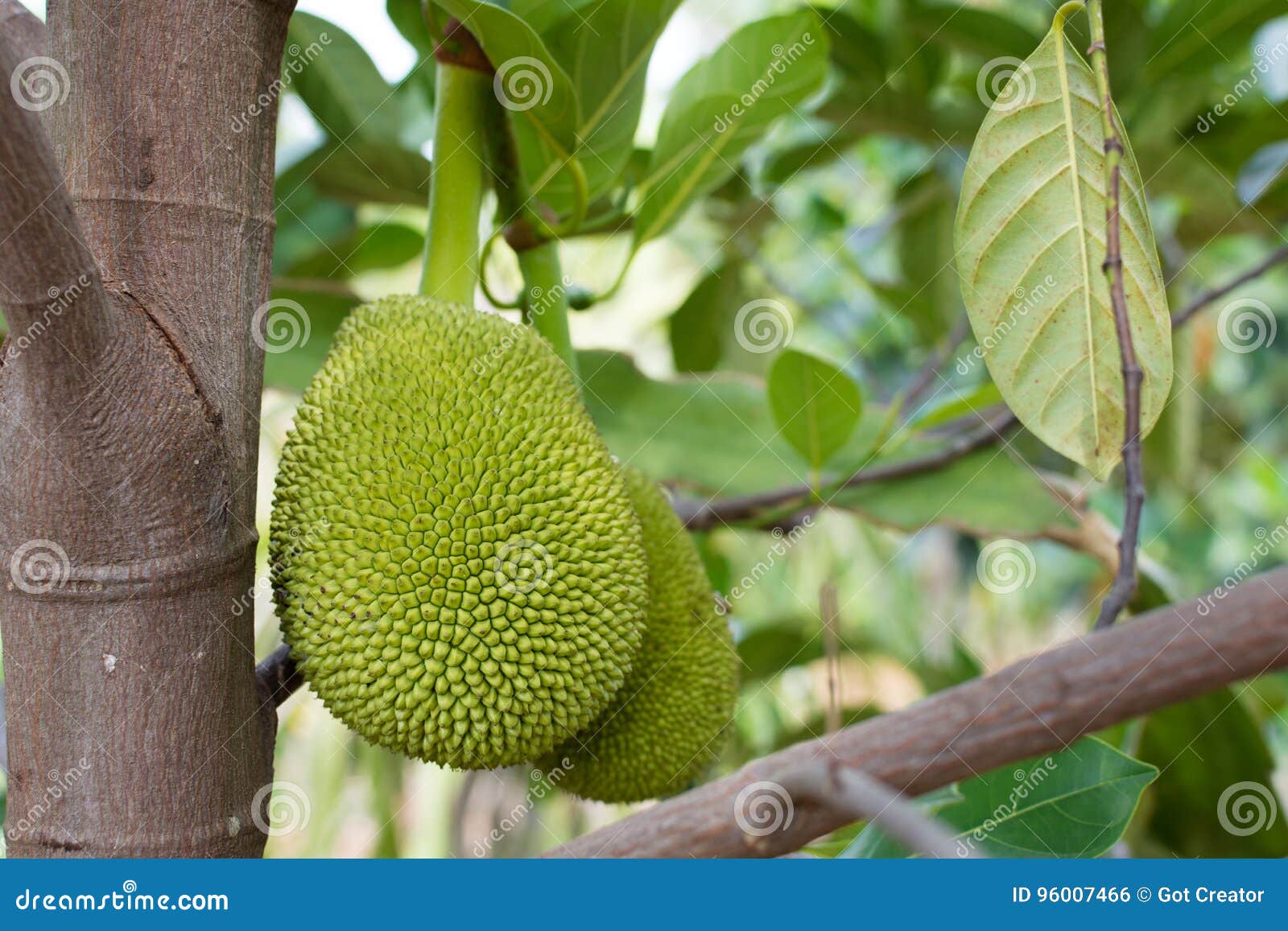 Close Up Jackfruit Fresh on Tree, Thai Fruit Stock Photo Image of