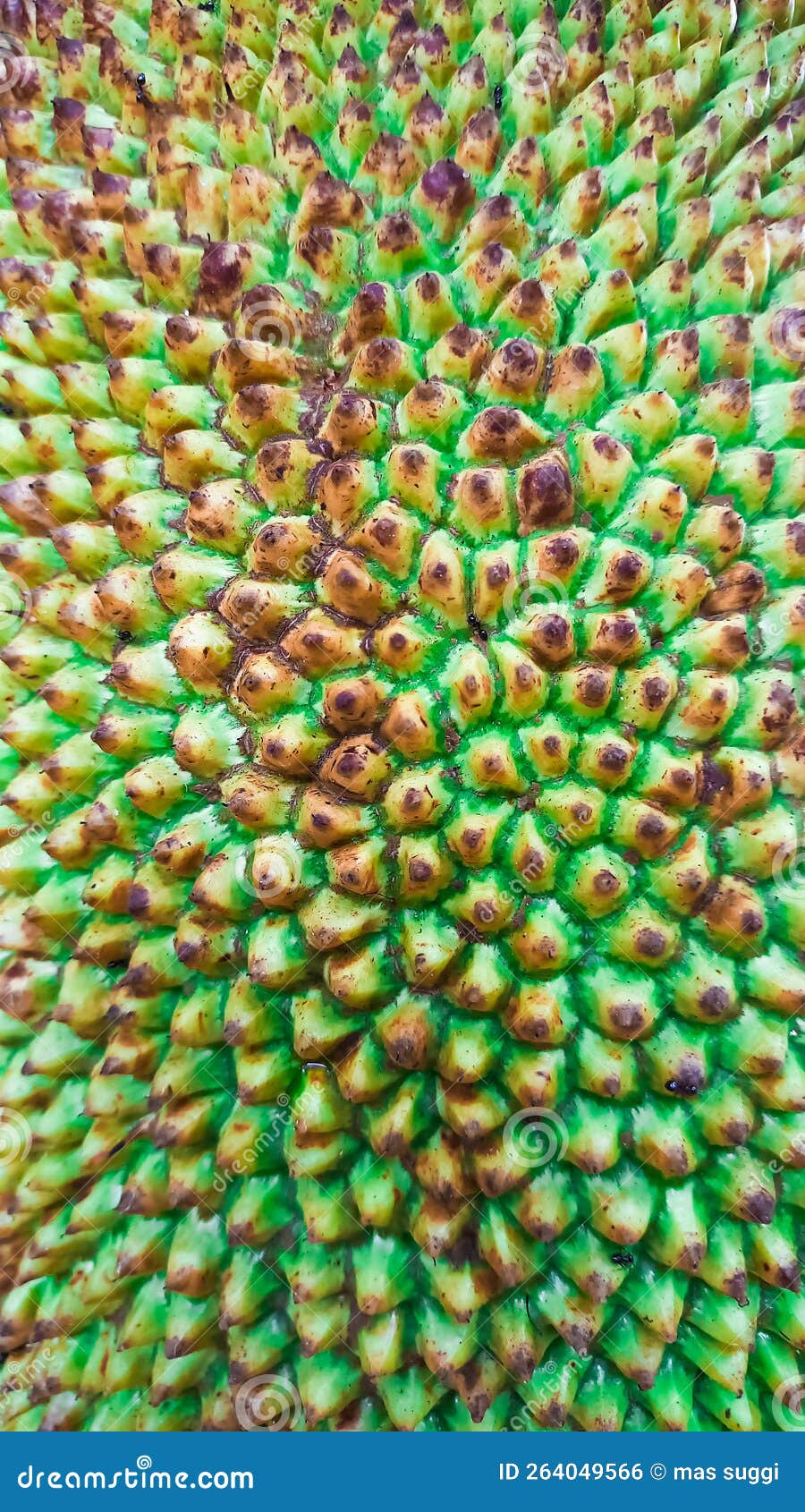 Close up of jackfruit skin stock photo. Image of skin 264049566