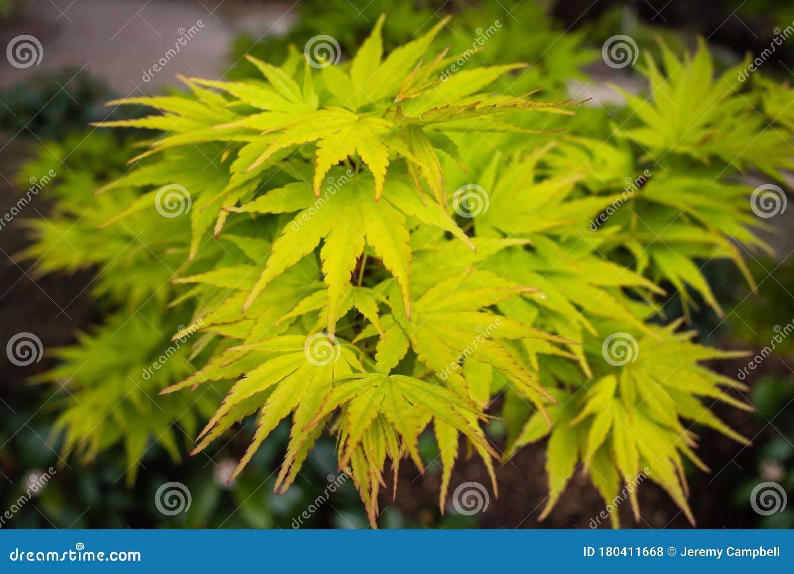 Close-up of Japanese Acer Leaves Stock Photo - Image of nature