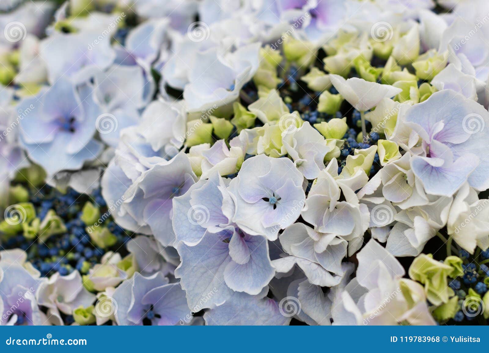 Close Up Of Japanese Hydrangeas Flowers Ajisai Stock Photo Image Of Background Hortensia