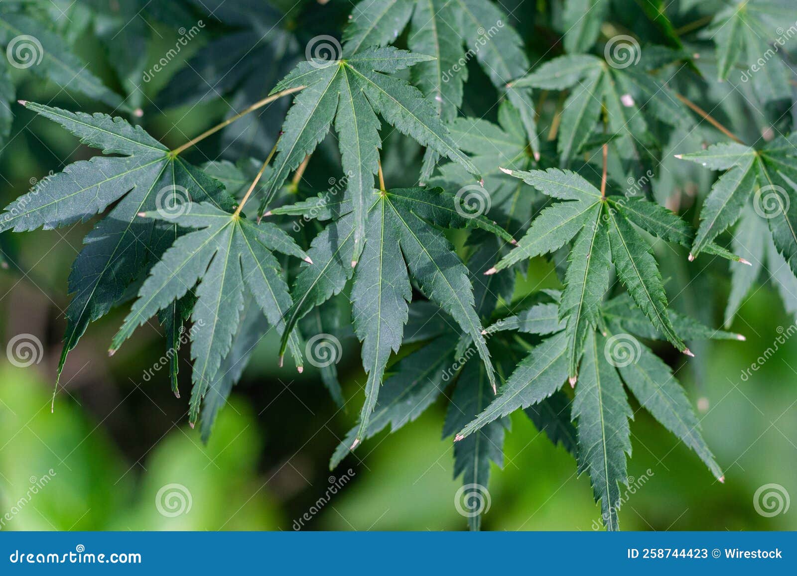 Closeup of a Japanese Maple Tree Leaves Stock Image Image of maple