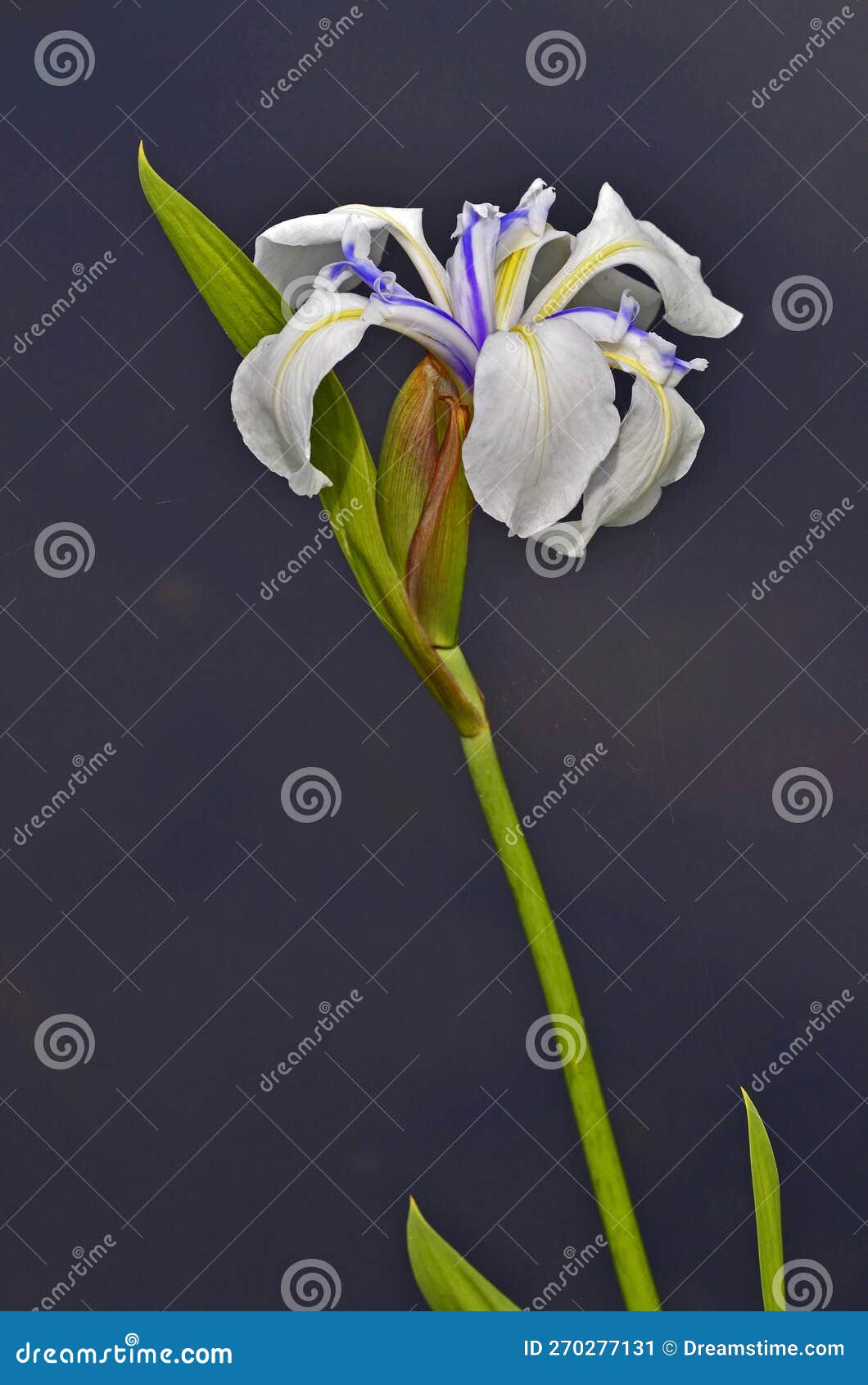 japanese water iris 'snowdrift