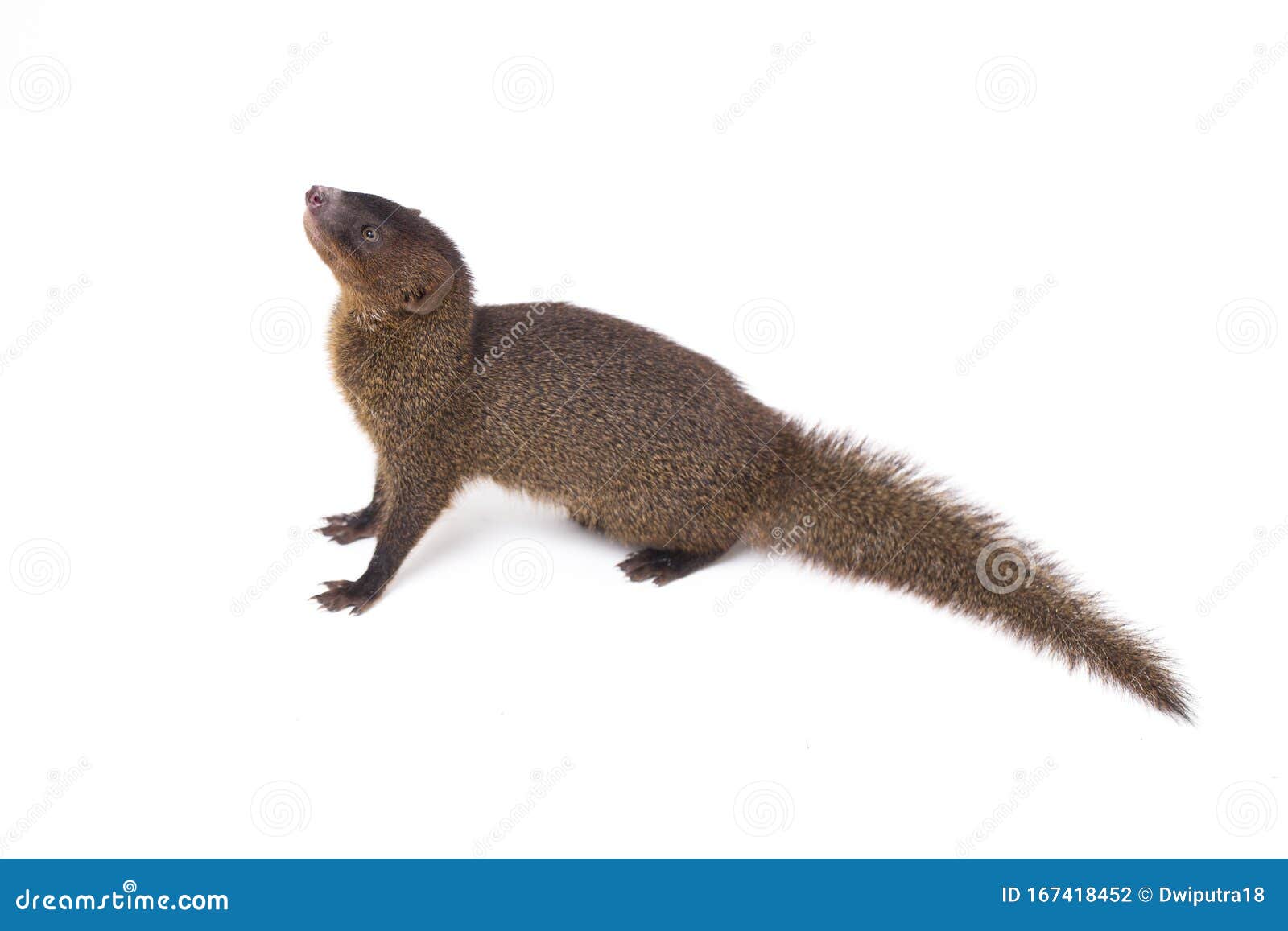 close up of javan mongoose or small asian mongoose herpestes javanicus  on white