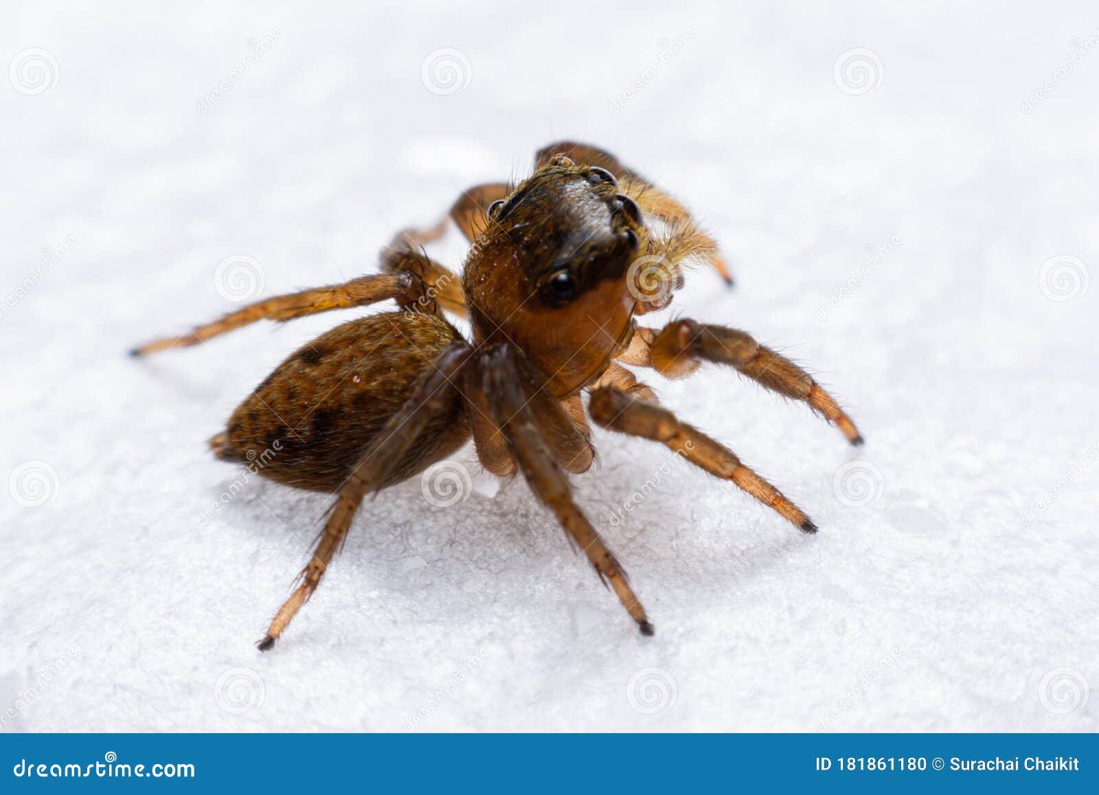 Close Up Jumping Spiders on the Wall Stock Photo Image of jump, color