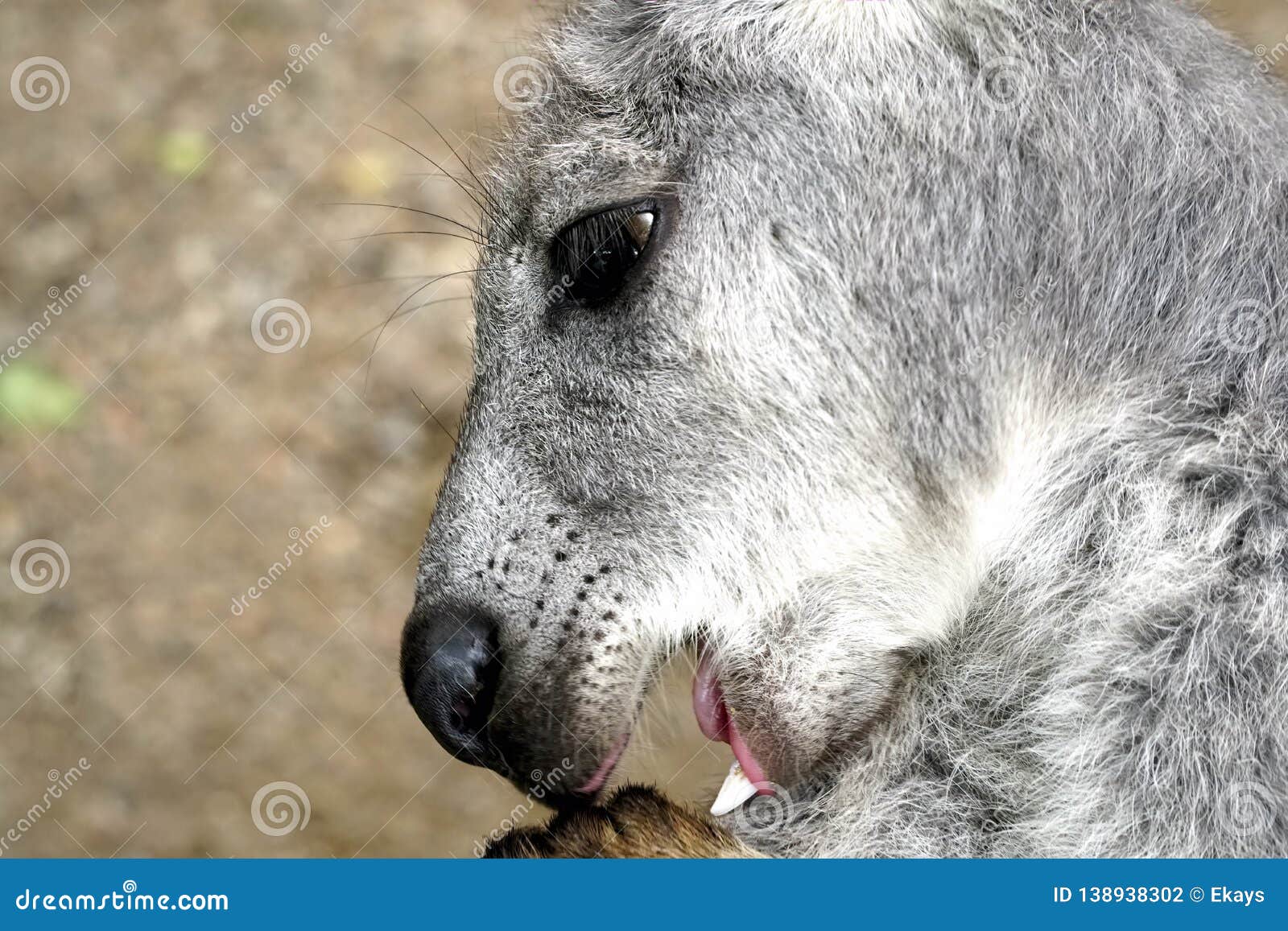 Close Up Of Kangaroo RoyaltyFree Stock Photography 15865163