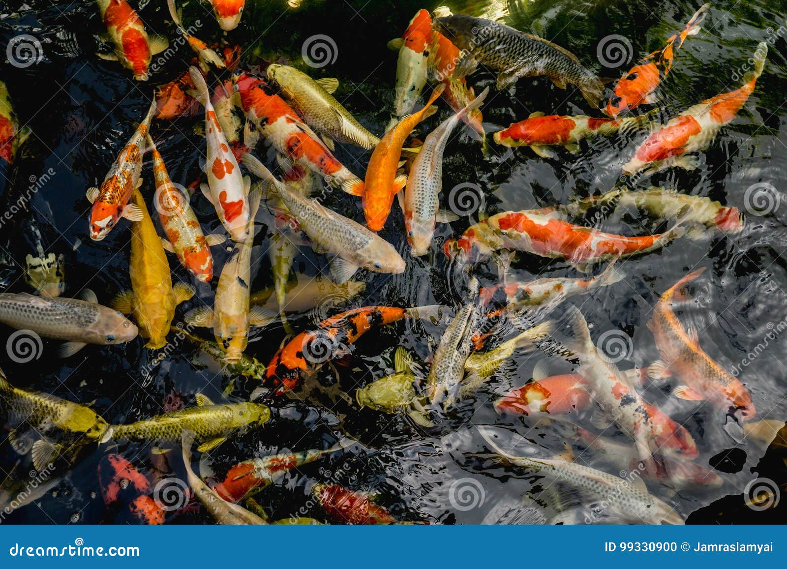 koi fish, fancy carp fish swimming in the pond , top view