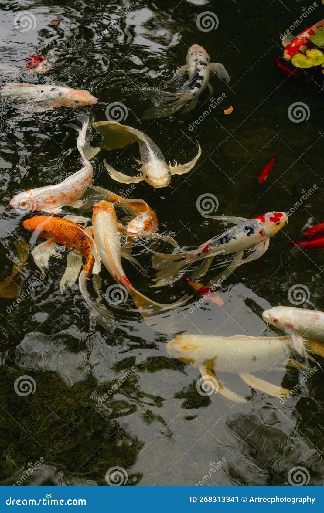CLose Up of Koi Fish Pond on a Cloudy Day Stock Image Image of cloudy