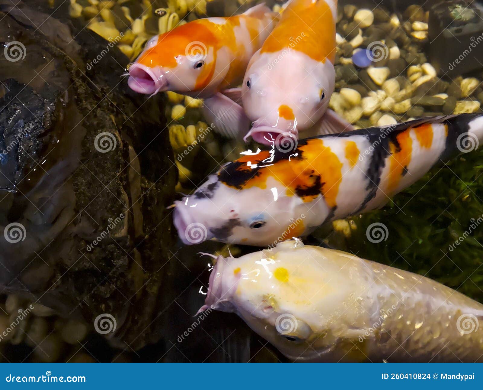 Close up Of Koi Fish In A Pond Competing For Feed In A Pond Stock close-up-of-koi-fish-in-a-pond-competing-for-feed-in-a-pond-stock