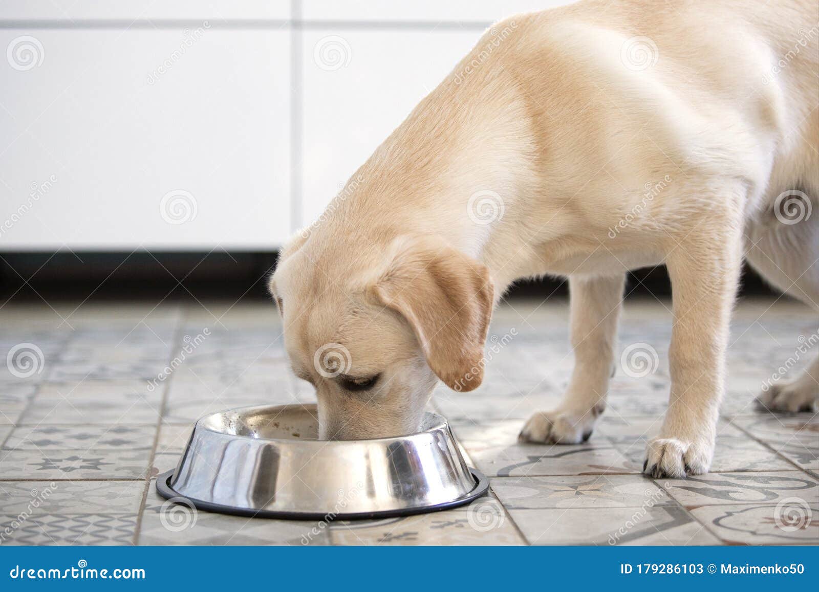 Close Up of Labrador Dog Eating from Bowl. Stock Image Image of