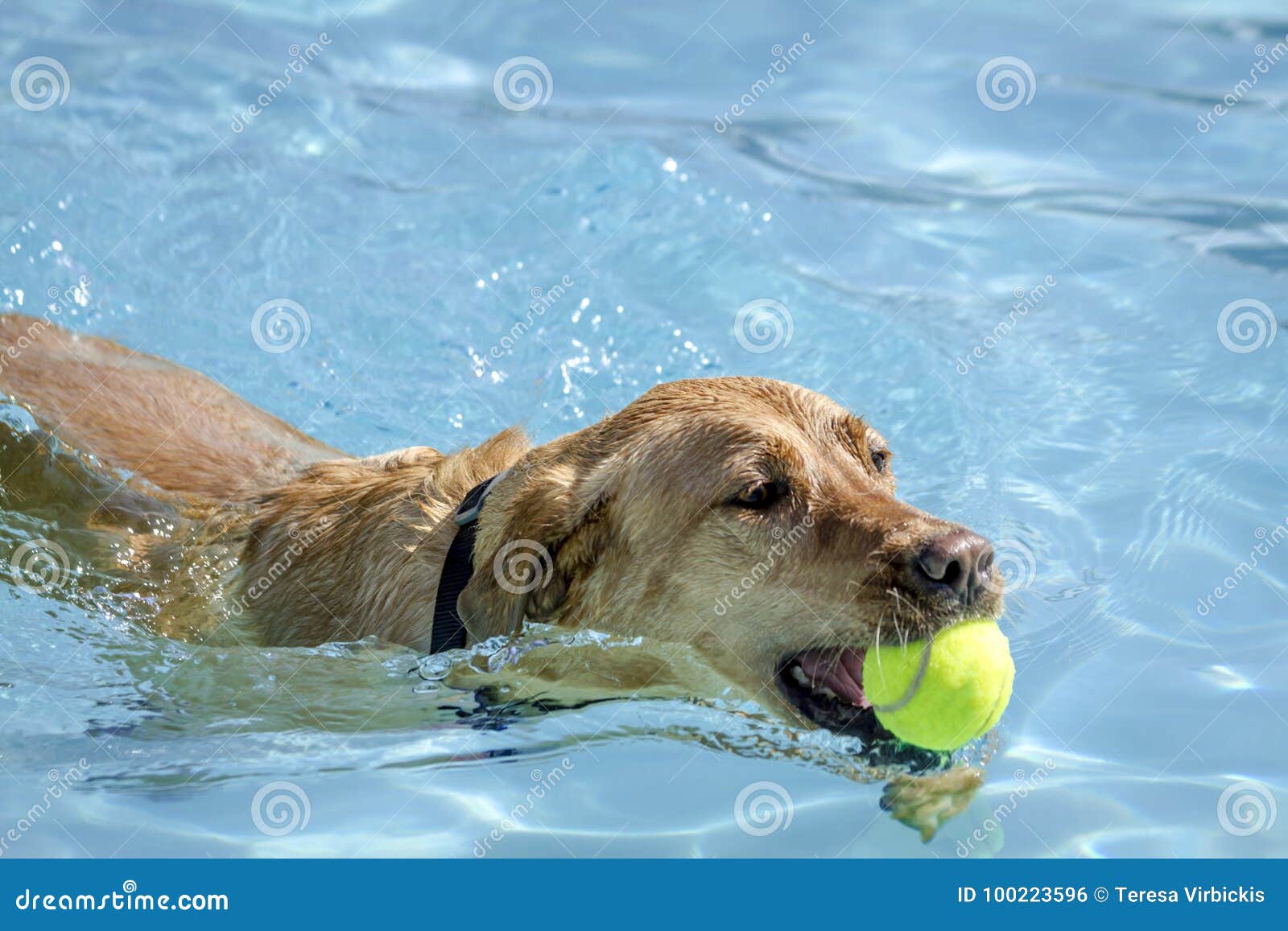 Dogs Playing in Swimming Pool Stock Photo - Image of exercise, ball