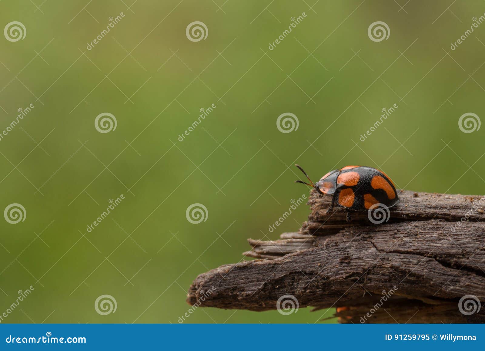 Ladybug on piece of wood stock image. Image of black 91259795