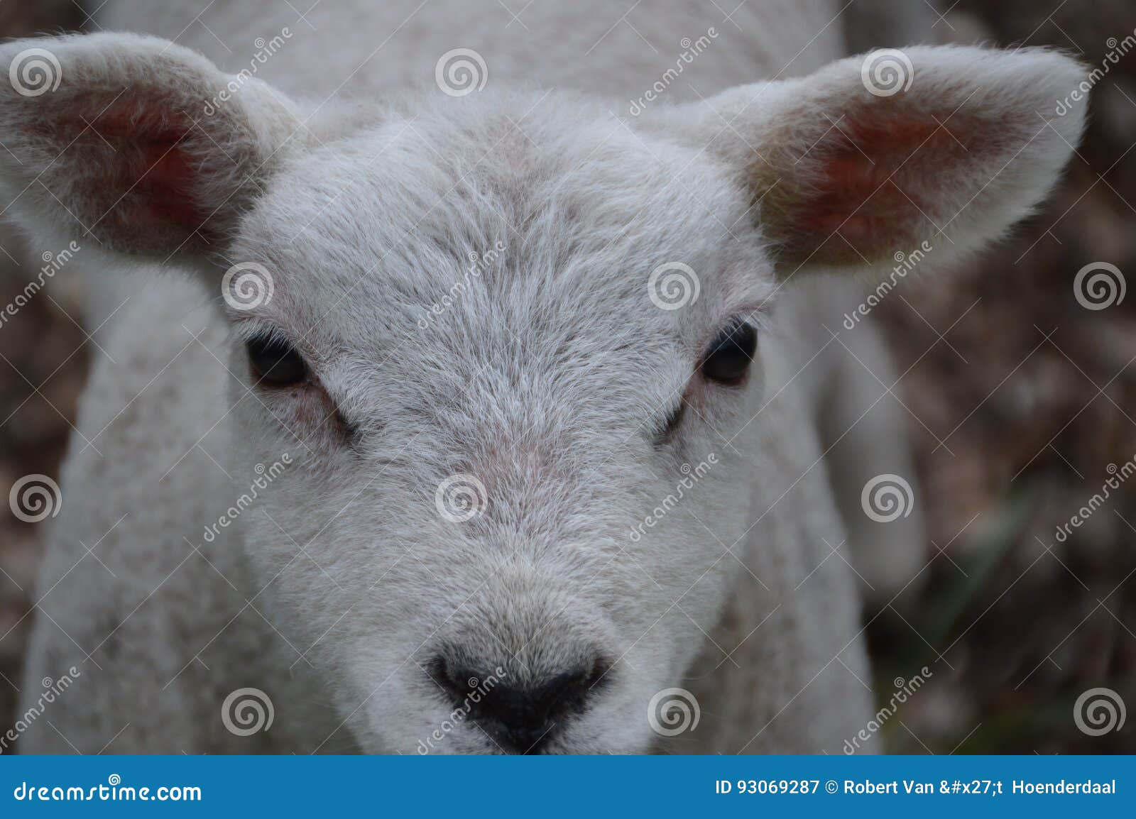 Close Up of a Lamb stock image. Image of cute, netherlands 93069287