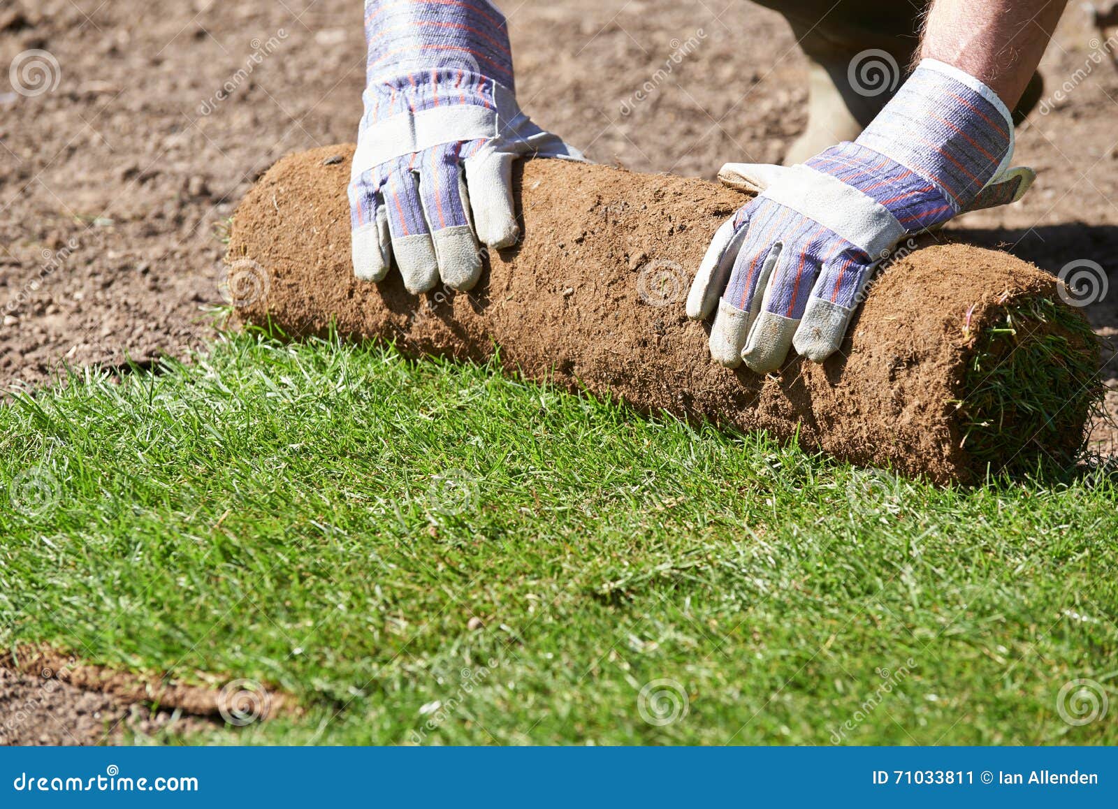 close up of landscape gardener laying turf for new lawn