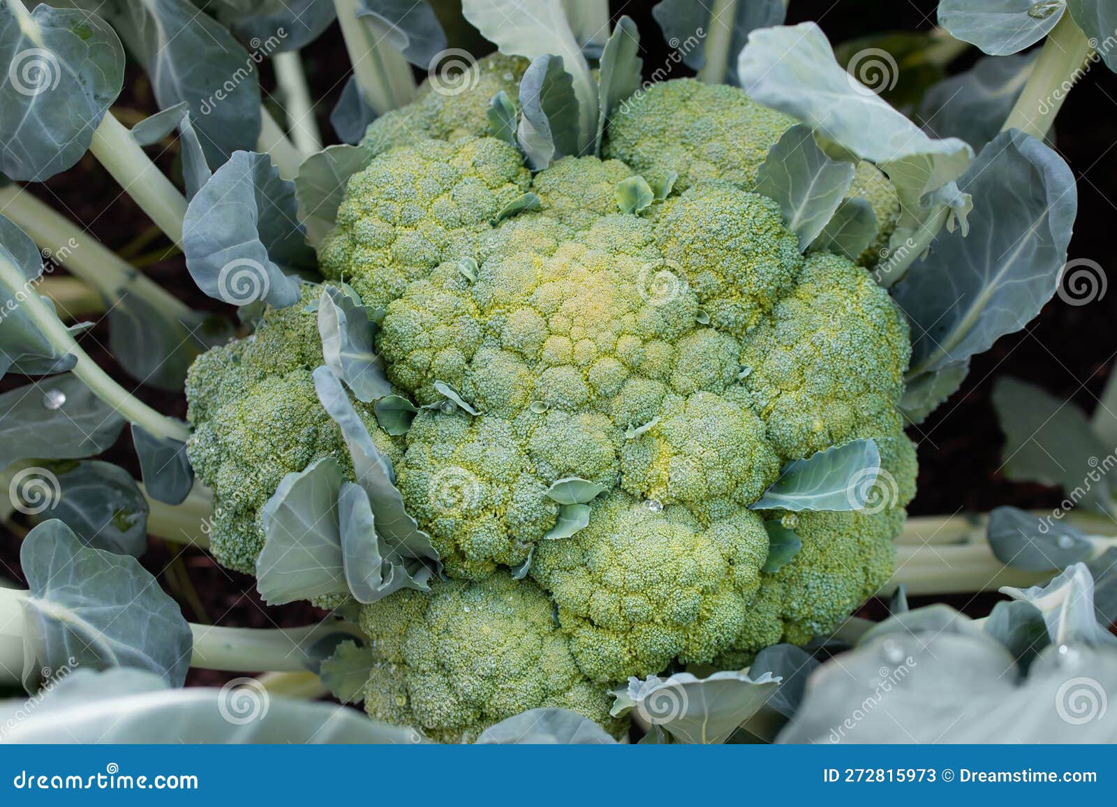Closeup of Large Broccoli on a Garden Bed, Top View Stock Image