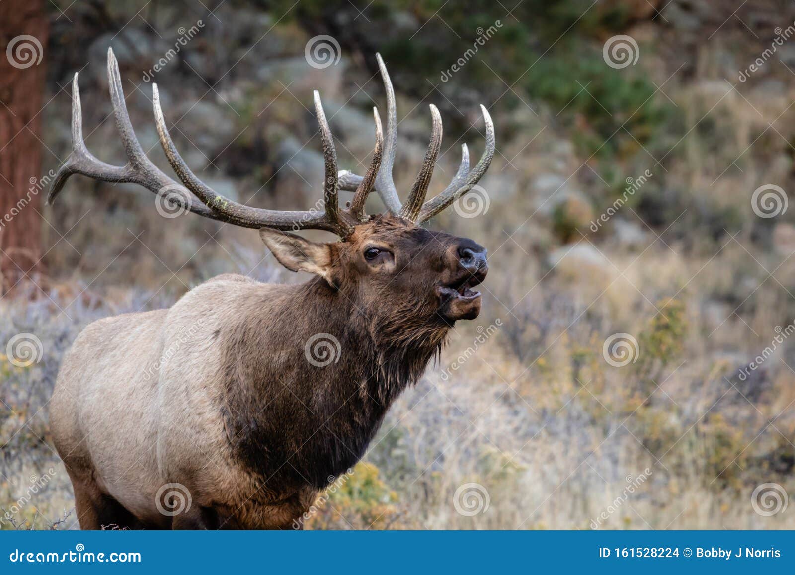 bugling bull elk calls bugling bull elk calls