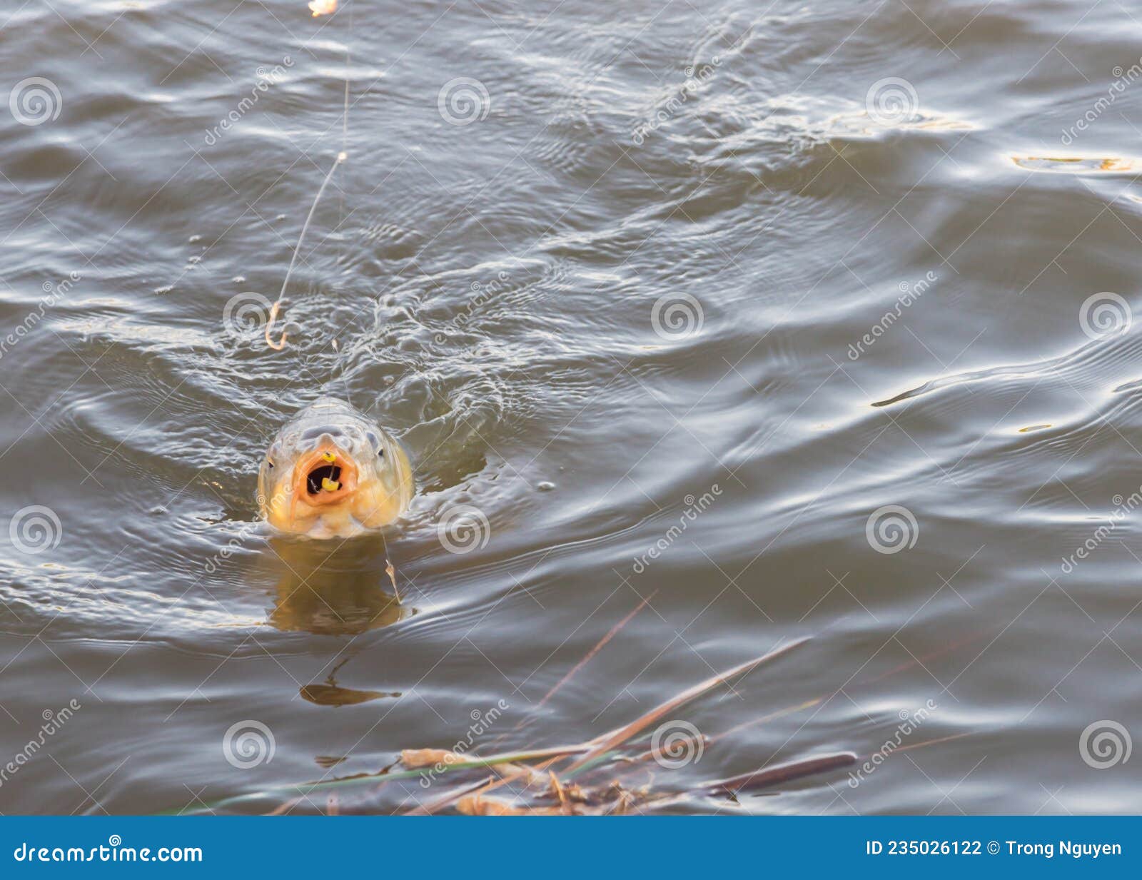 Close-up a Large Common Carp on the Hook with Sweet Corn Baits on Her Mouth  Circle Hook High Low Rig Tackle Stock Photo - Image of hook, swimming:  235026122