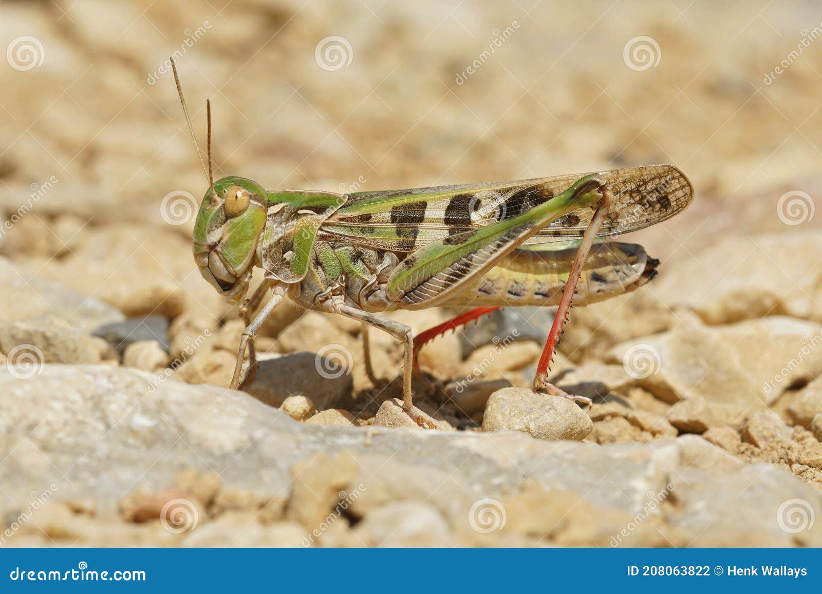 one of the large grashoppers, oedaleus decorus in sunny weather