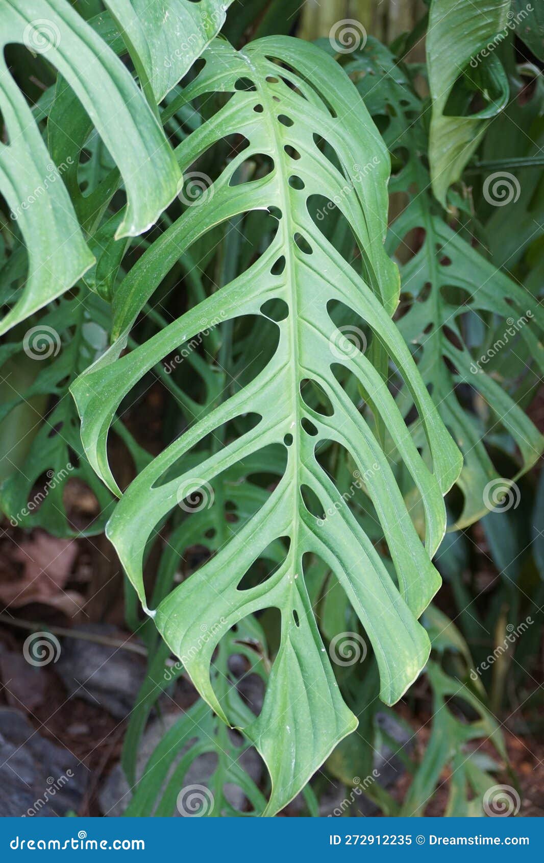 close up of a large and mature green leaf of monstera esqueleto