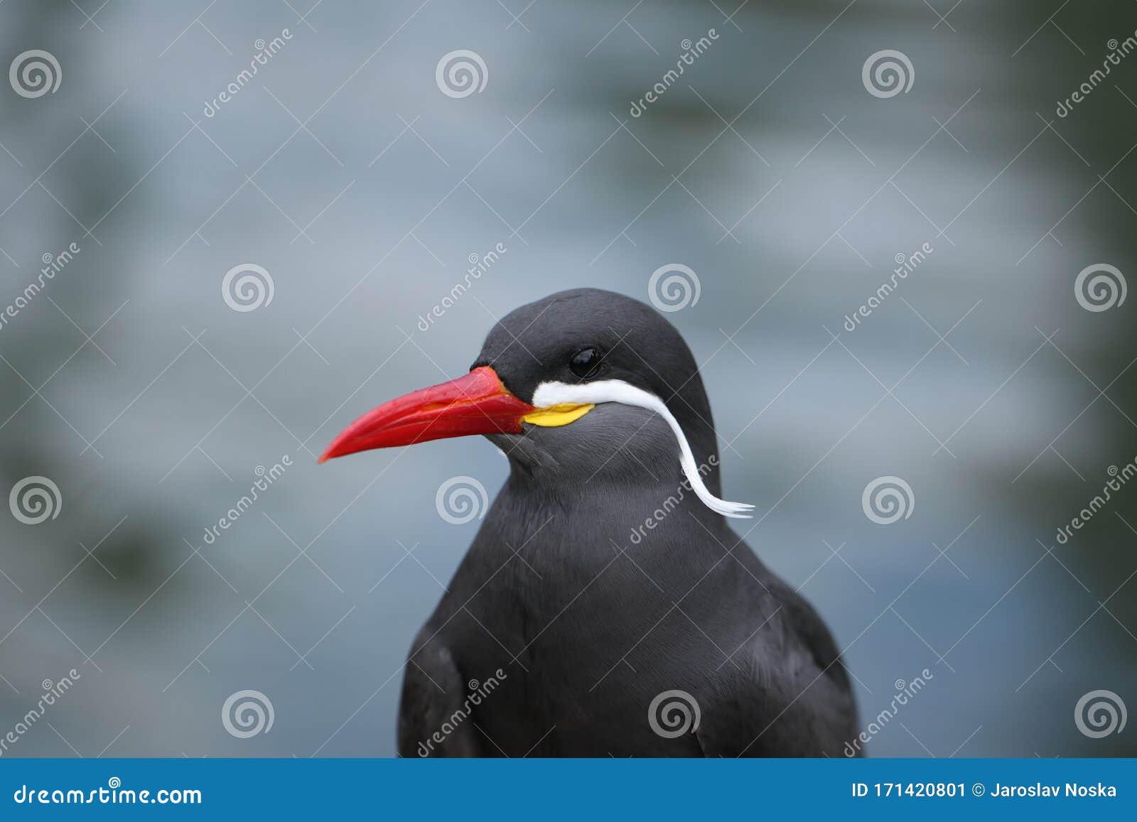 close up of larosterna inca, blurred background