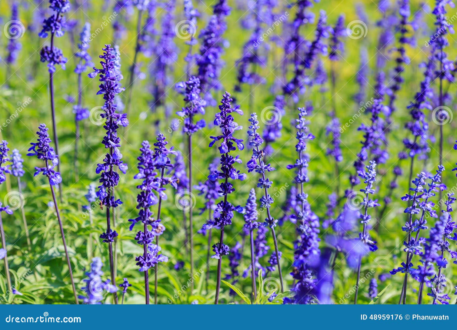 Close up lavender flower stock photo. Image of herb, flowers 48959176