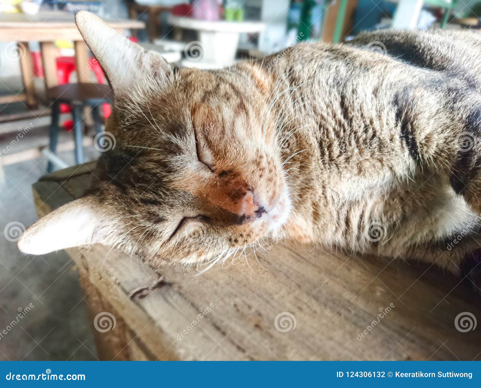 Lazy Cat is Sleeps on the Table Stock Photo Image of pets, house