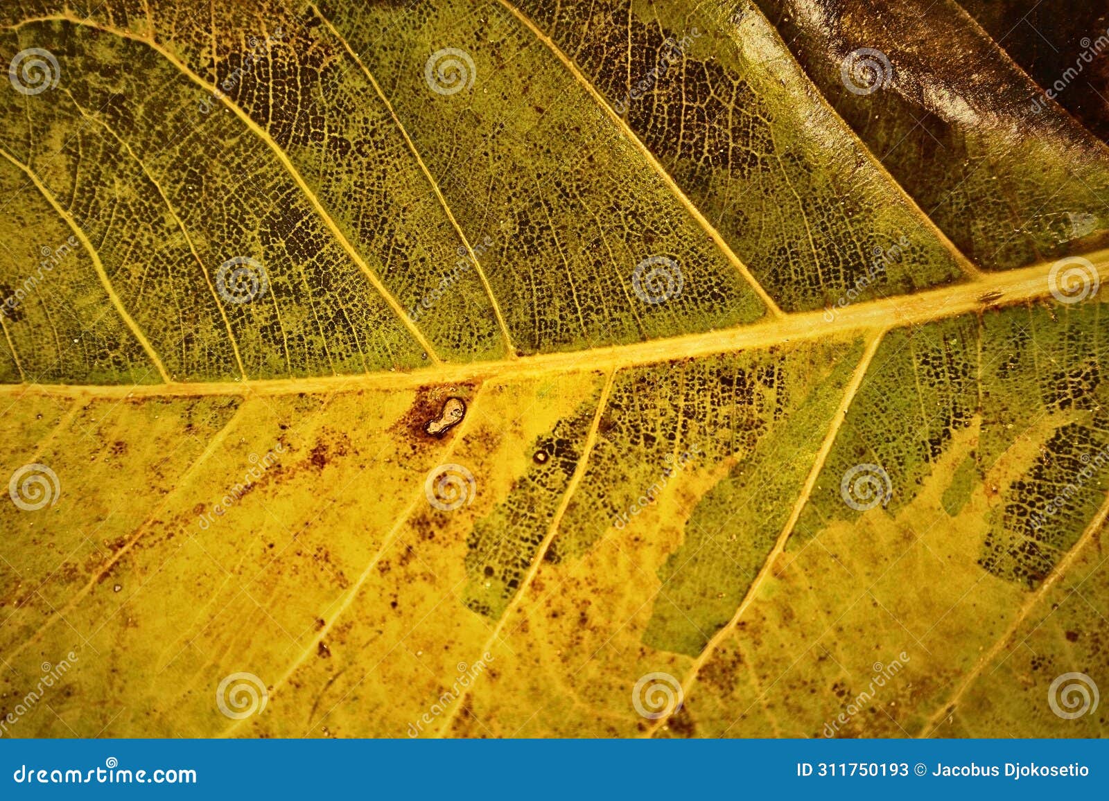 close-up of leaf's midrib and vein