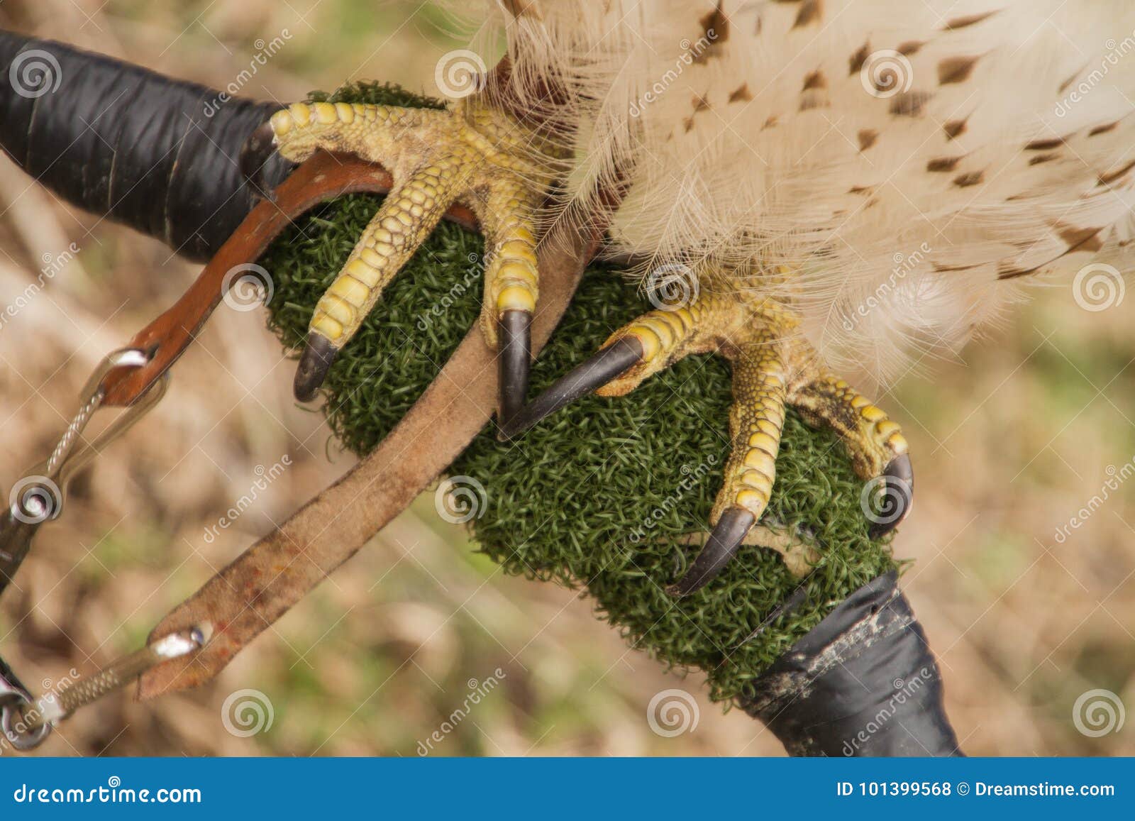 close up of leashed feet/talons of a red tailed hawk
