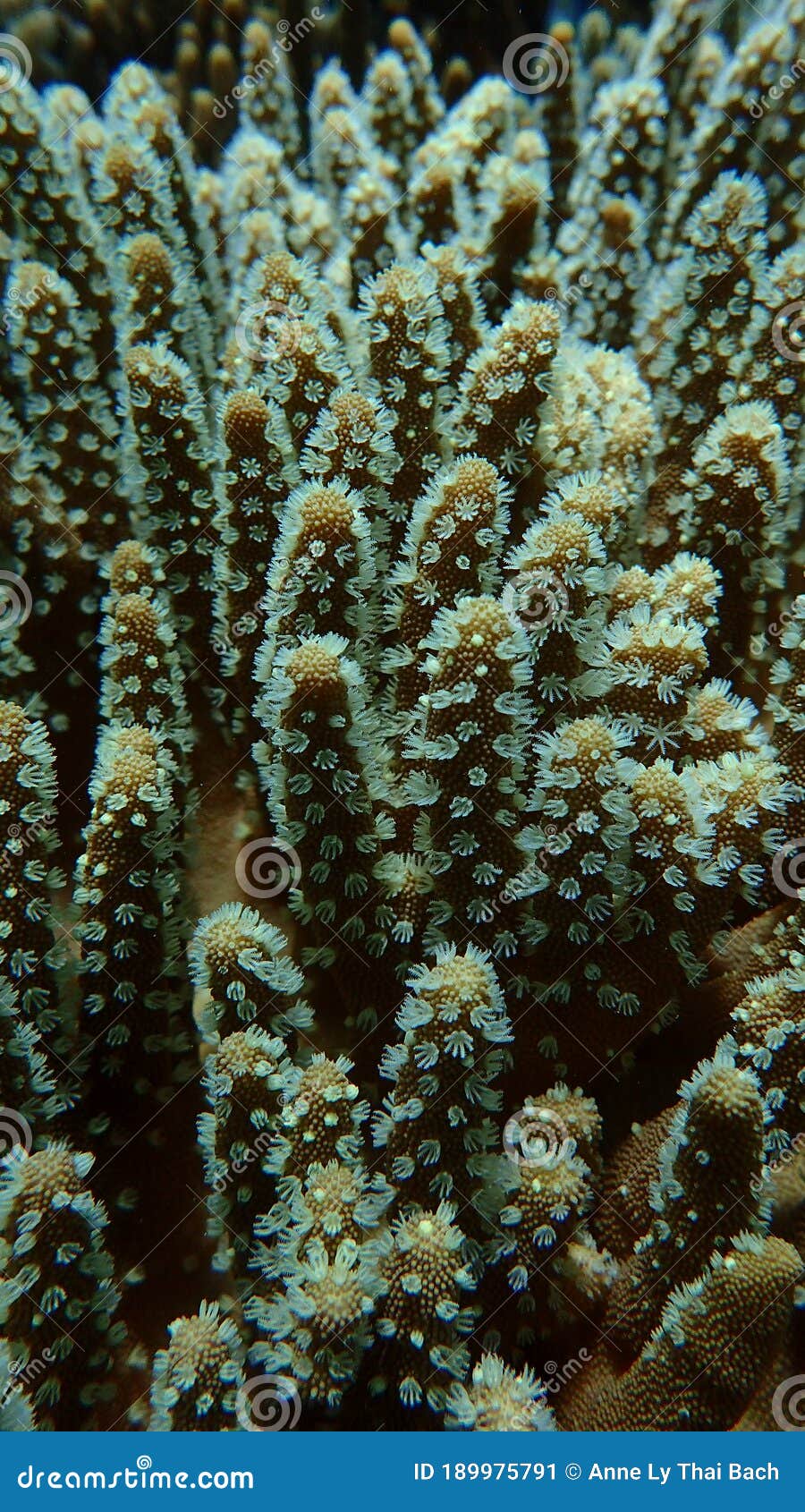 close up leather coral, soft coral polyps out, tentacles catching small floating plankton