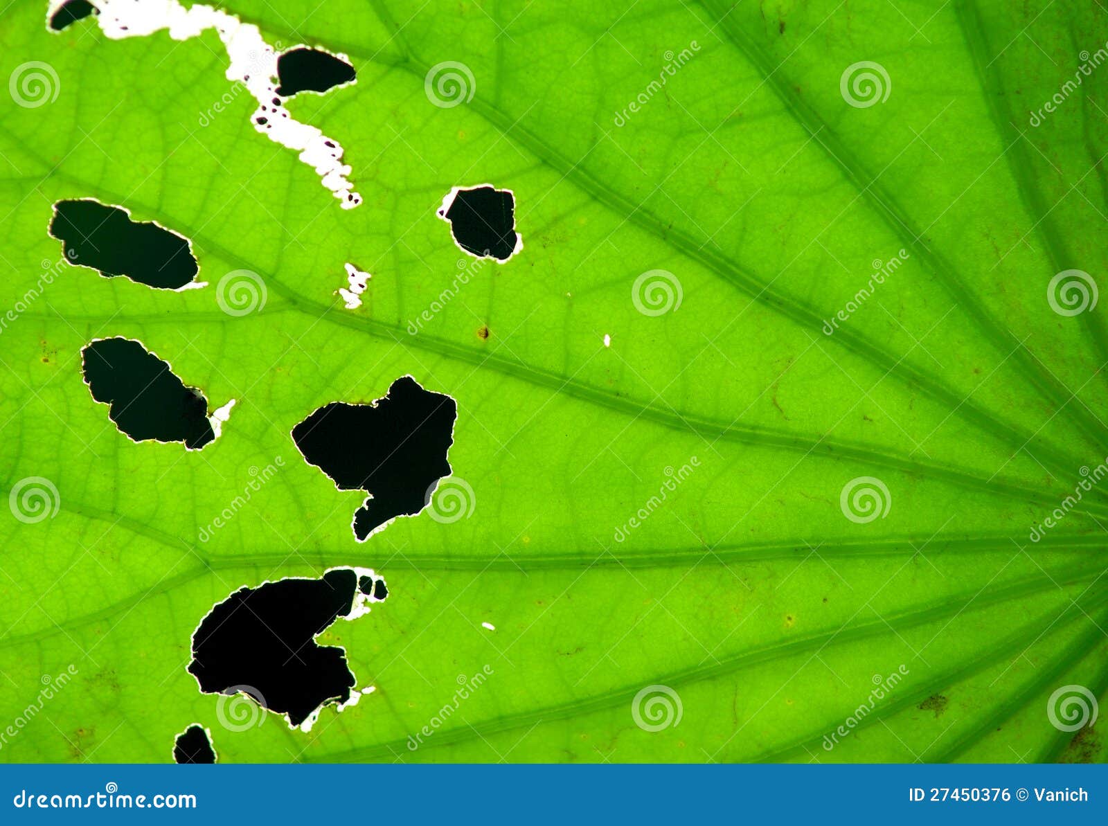 Close up of leaves stock photo. Image of outdoor, leaf - 27450376