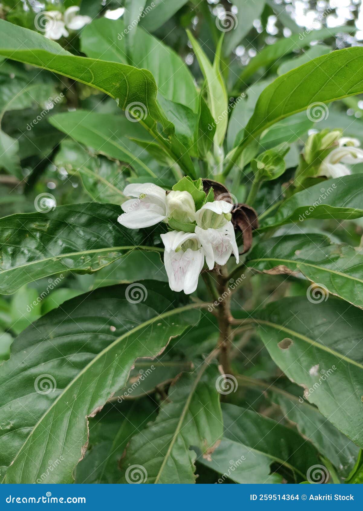 adulsa plant also called malabar nut. justicia adhatoda, commonly known in english as malabar nut.