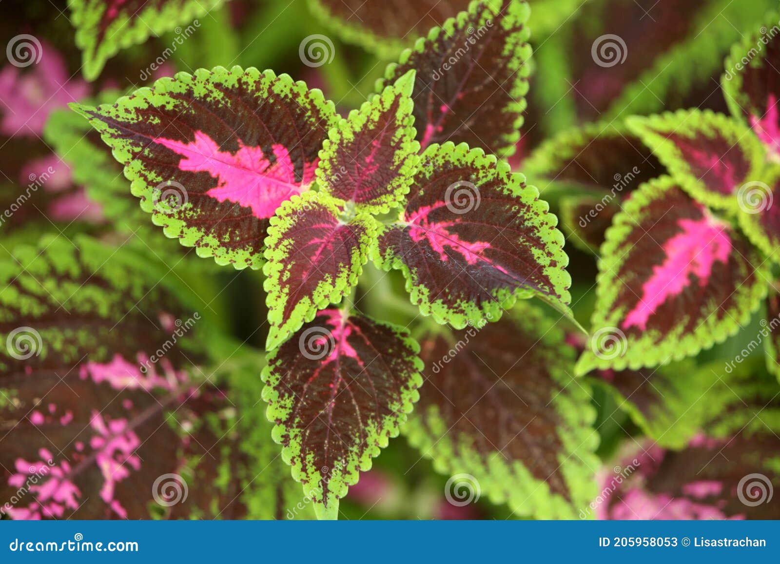 close up of the leaves of a kingswood torch coleus, with pink centers, & bright green edges, st lucia, caribbean