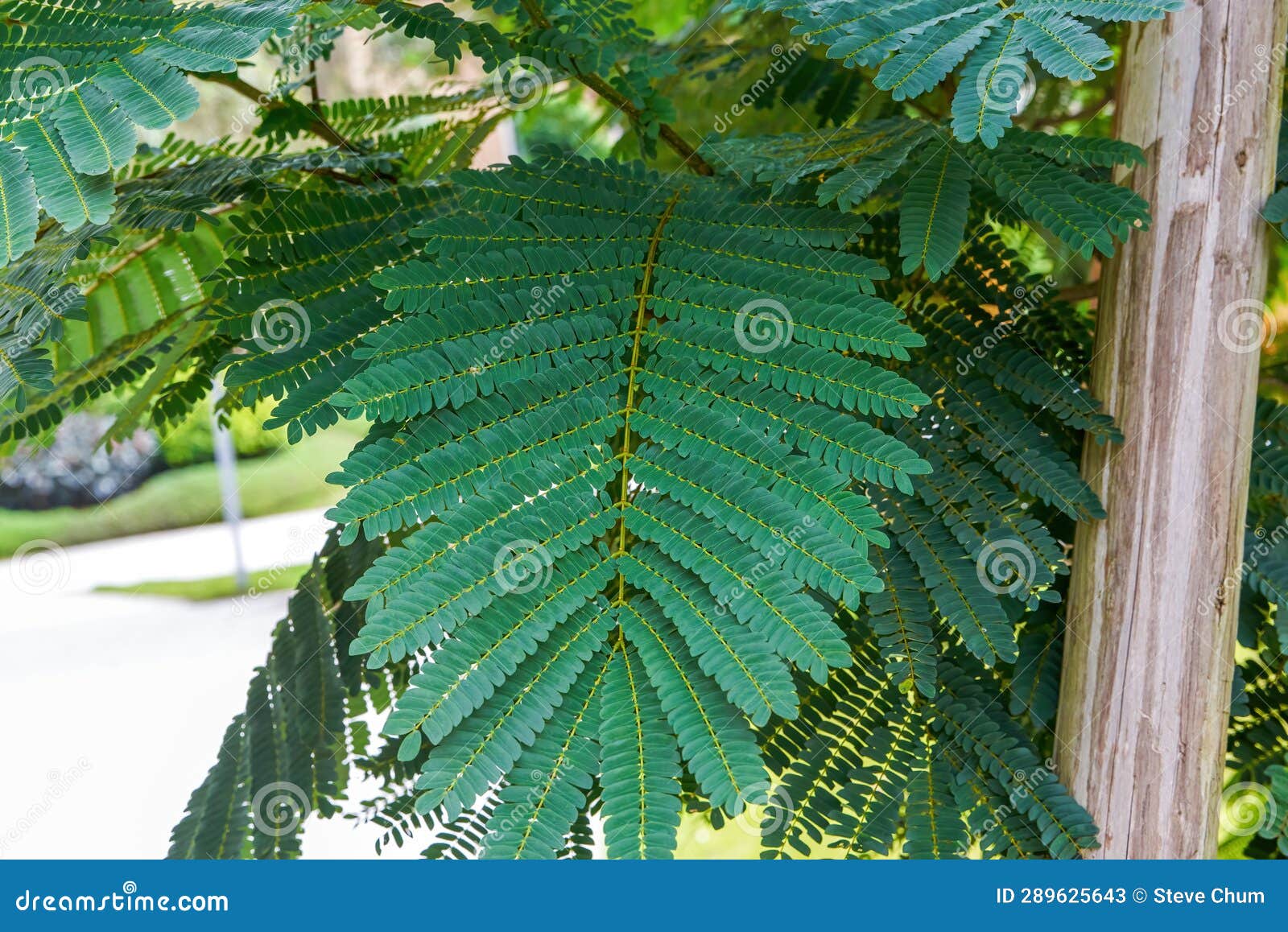Closeup of Leaves of a Lush Mimosa Stock Image Image of tropics