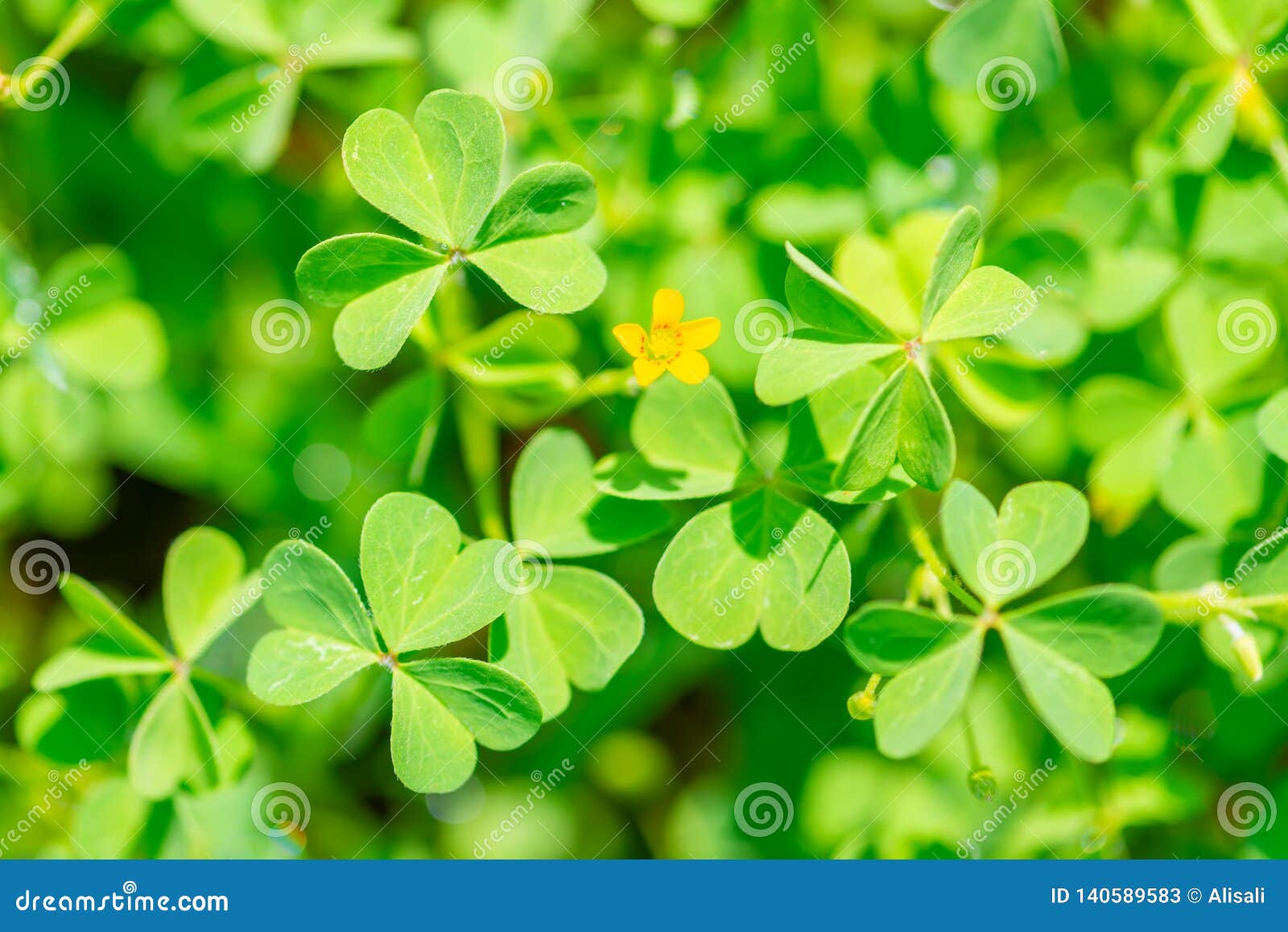Download Leaves Shamrock Plant In Sunny Day Like Background, St ...