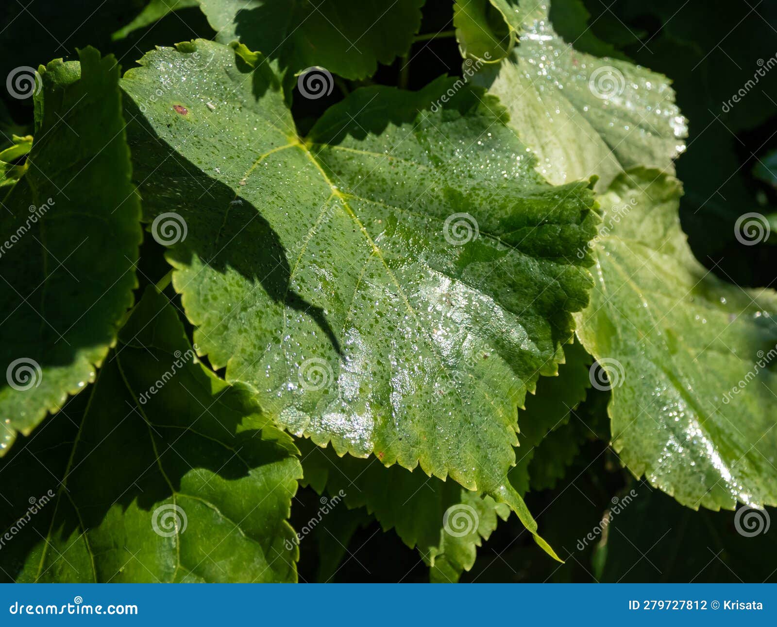 Closeup of the Leaves of Shiny Tree Leaves Covered with Sticky