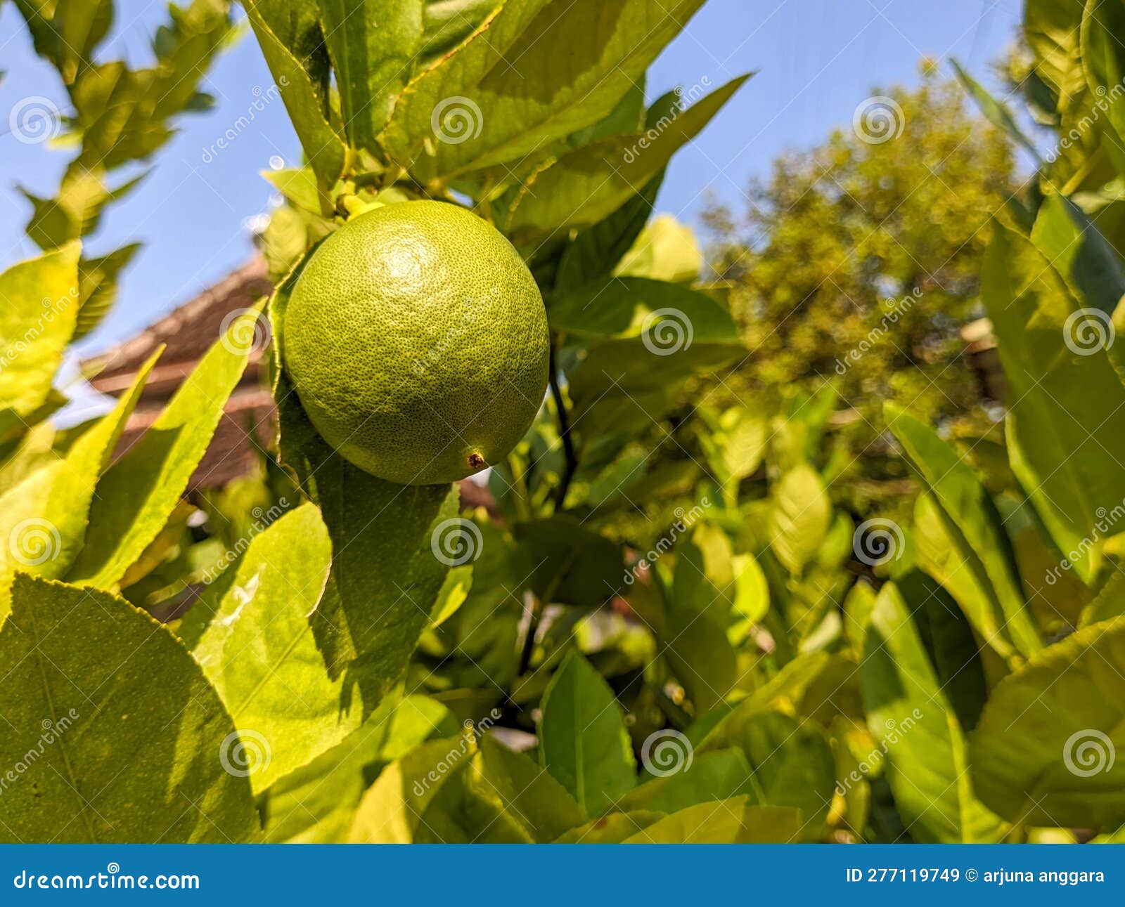 El (deity) visual data 6