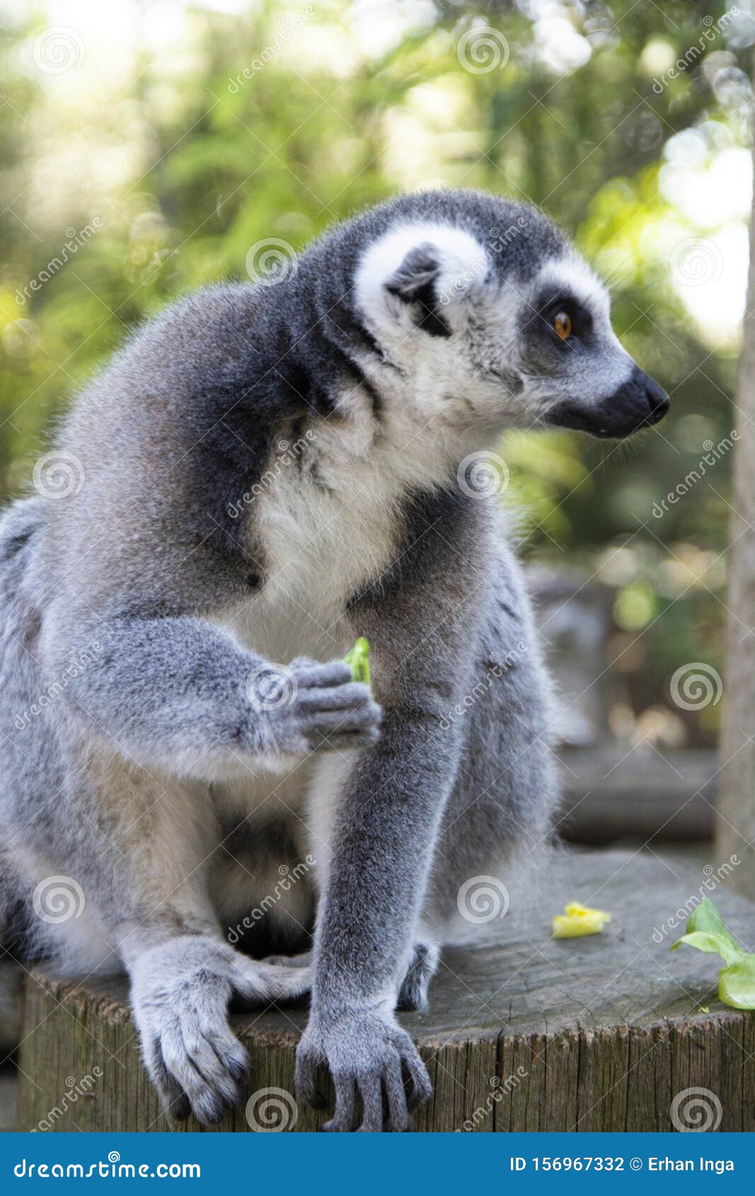 close up lemur monkey at the zoo, summer day. cute extic animals