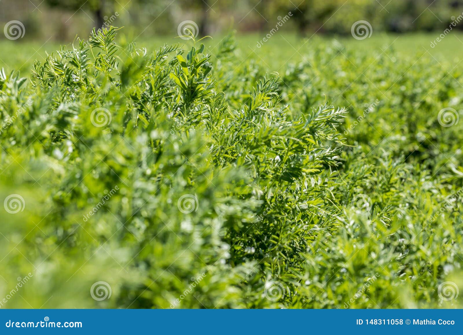 close-up of lentil plants in a field