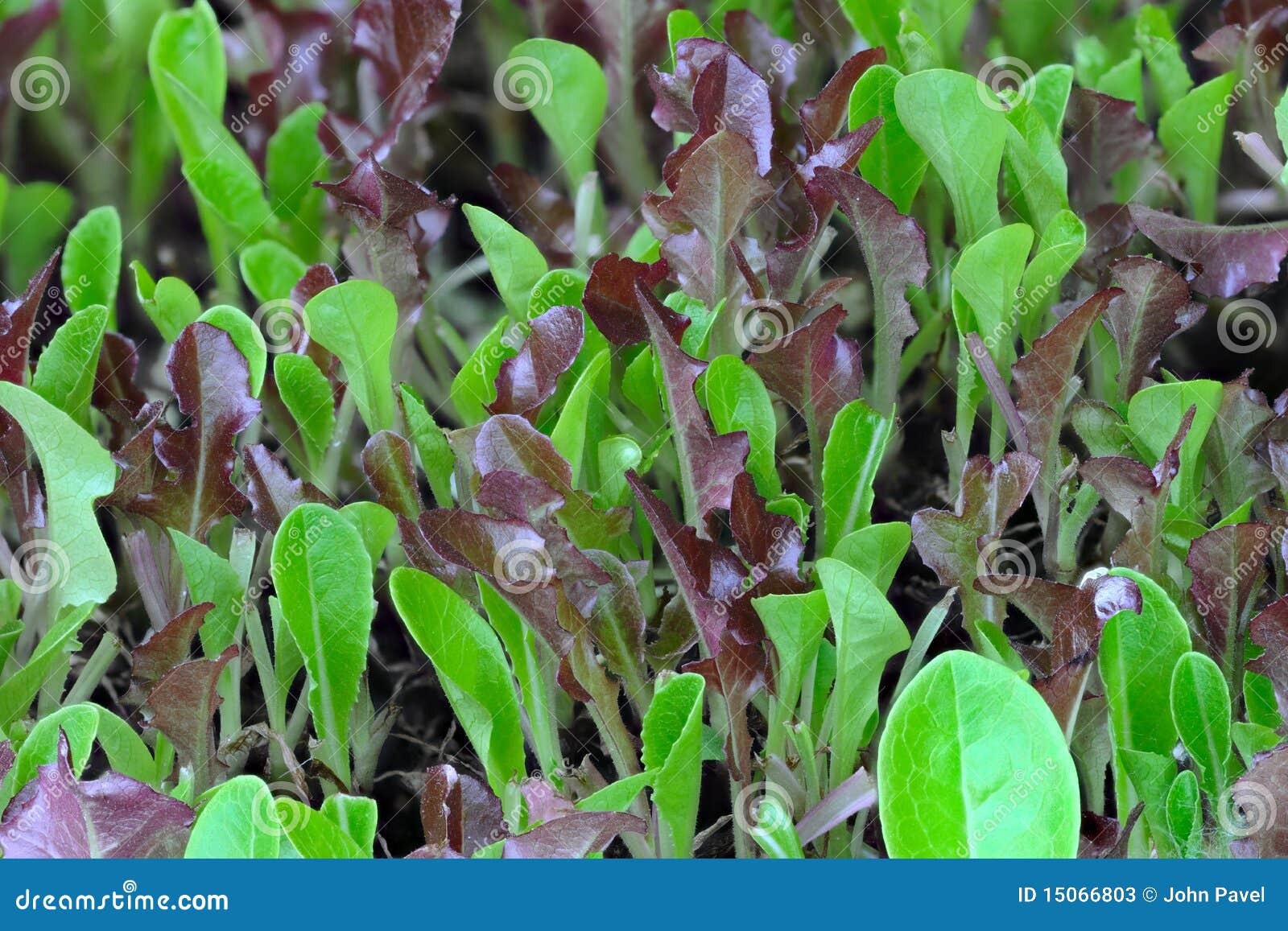 Close Up Of Lettuce Seedlings Growing Stock Image Image of greenery