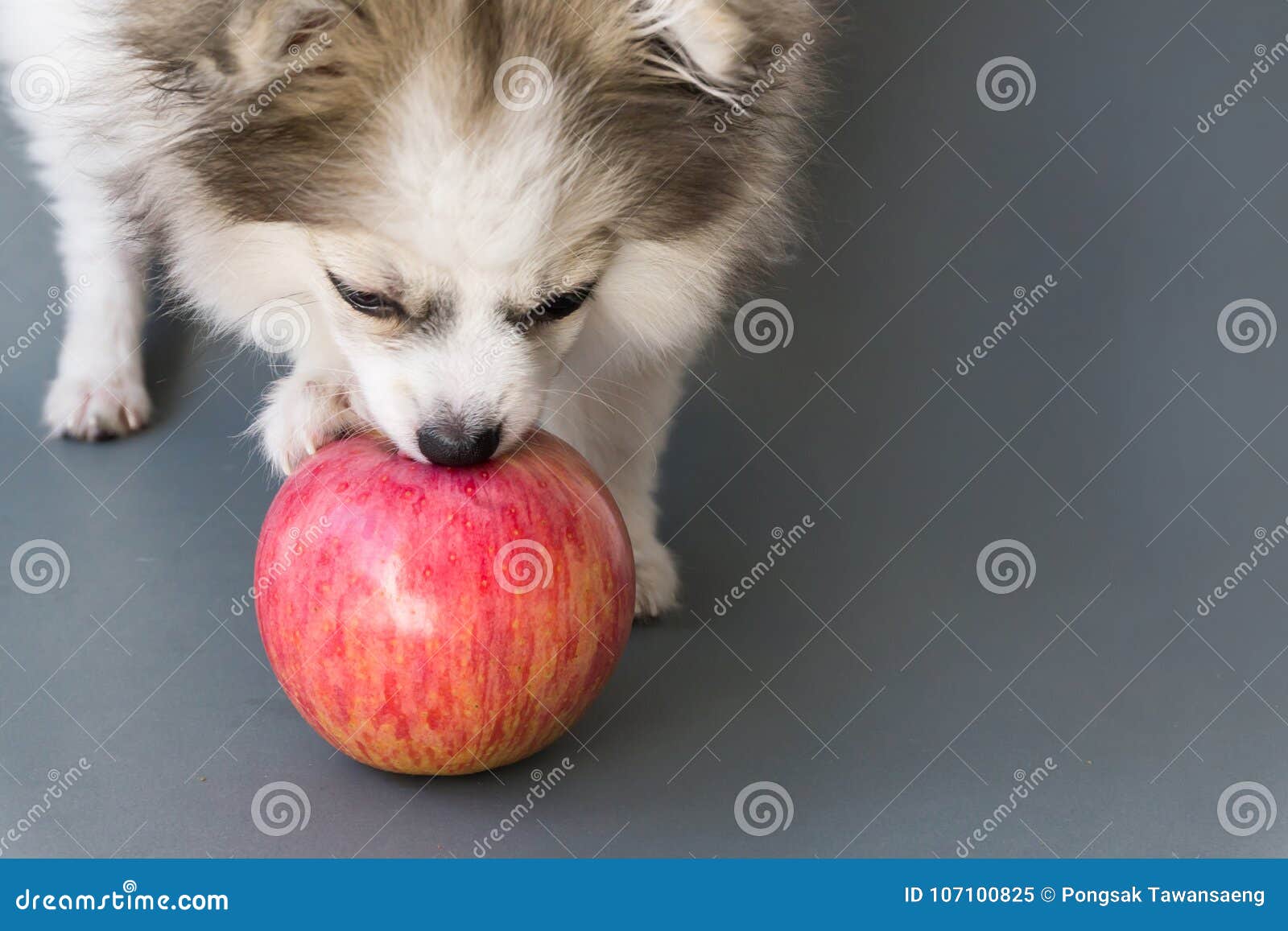 Close-up leuke pomeranian hond die rode appel op grijze achtergrond eten,. Close-up leuke pomeranian hond die rode appel op grijze achtergrond, het concept van de huisdierengezondheidszorg eten