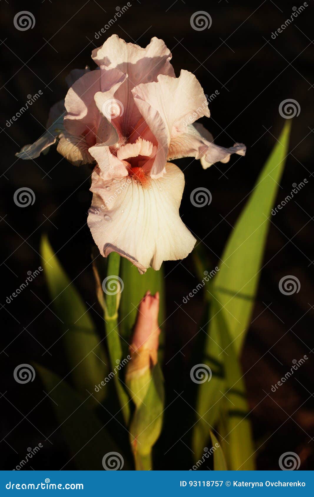 Close Up of Light Pink Iris Stock Image Image of delicate, blossom