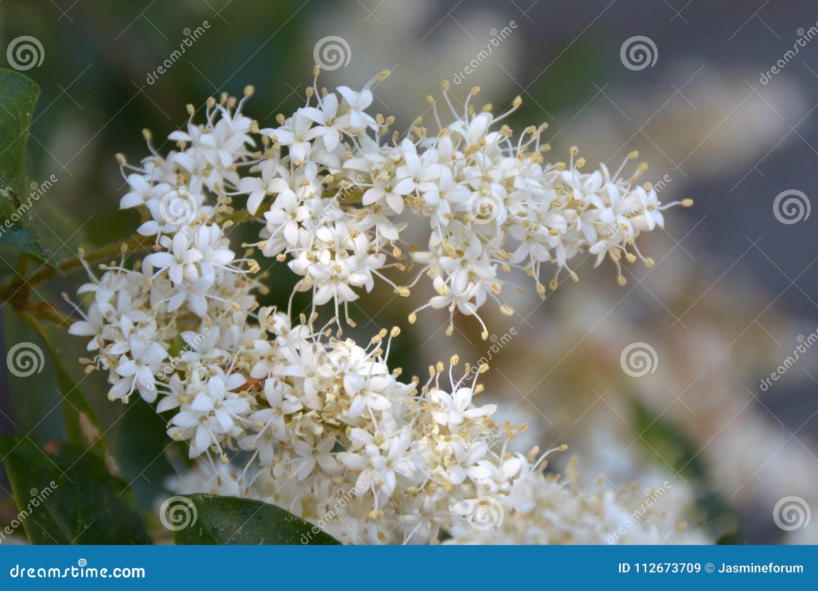 ligustrum sinense flowers closeup