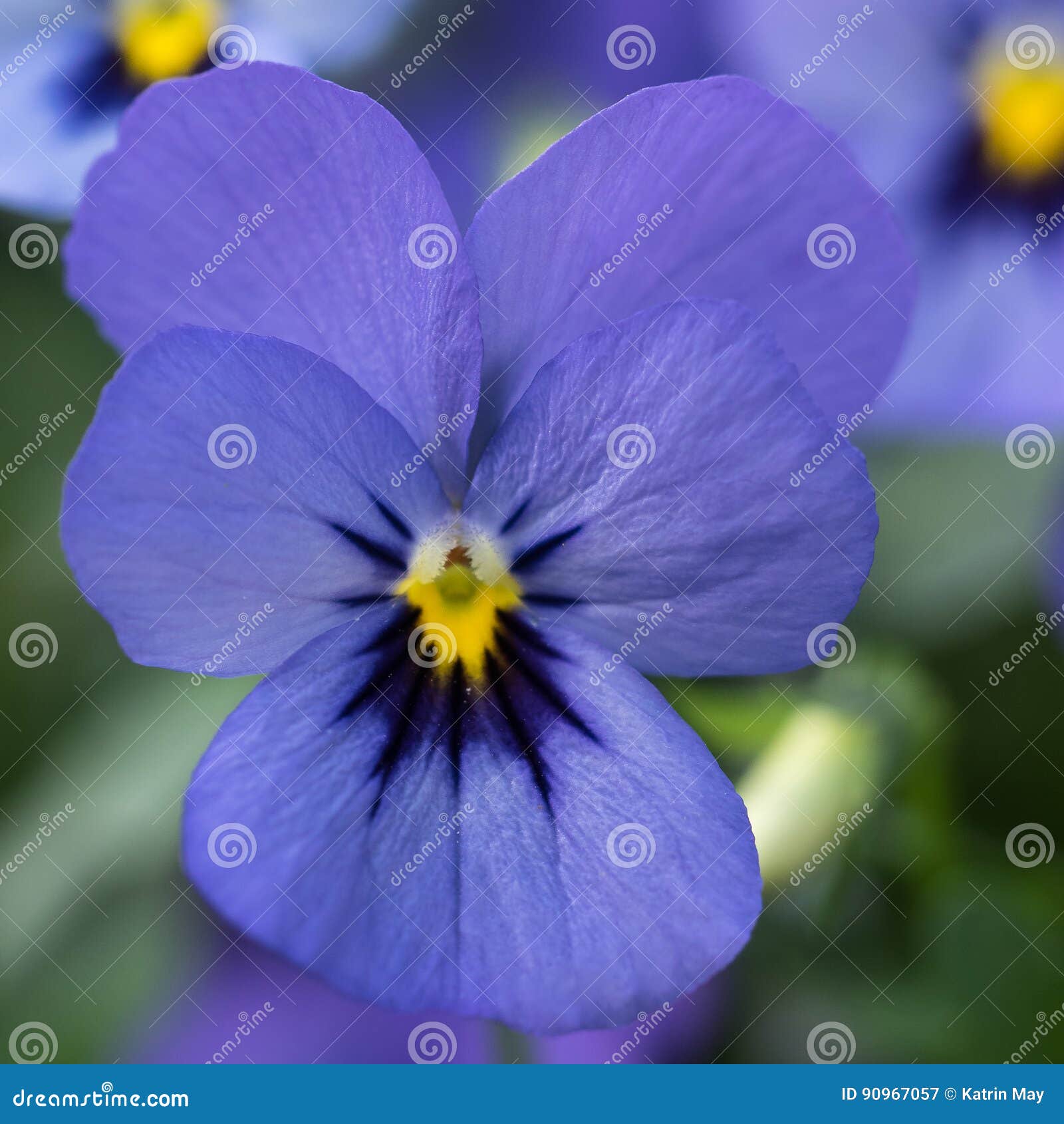 Close-up of the Lilac Blossom of a Horned Violet, Viola Stock Image ...