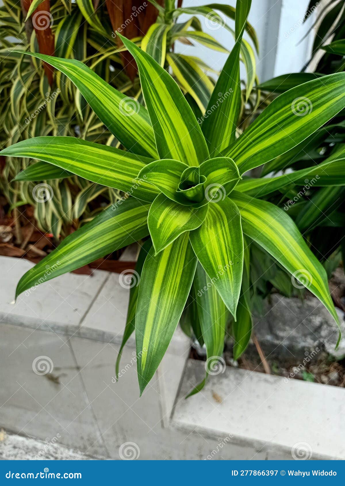 Close Up of Lily Bamboo Plant Stock Image Image of natural, lily