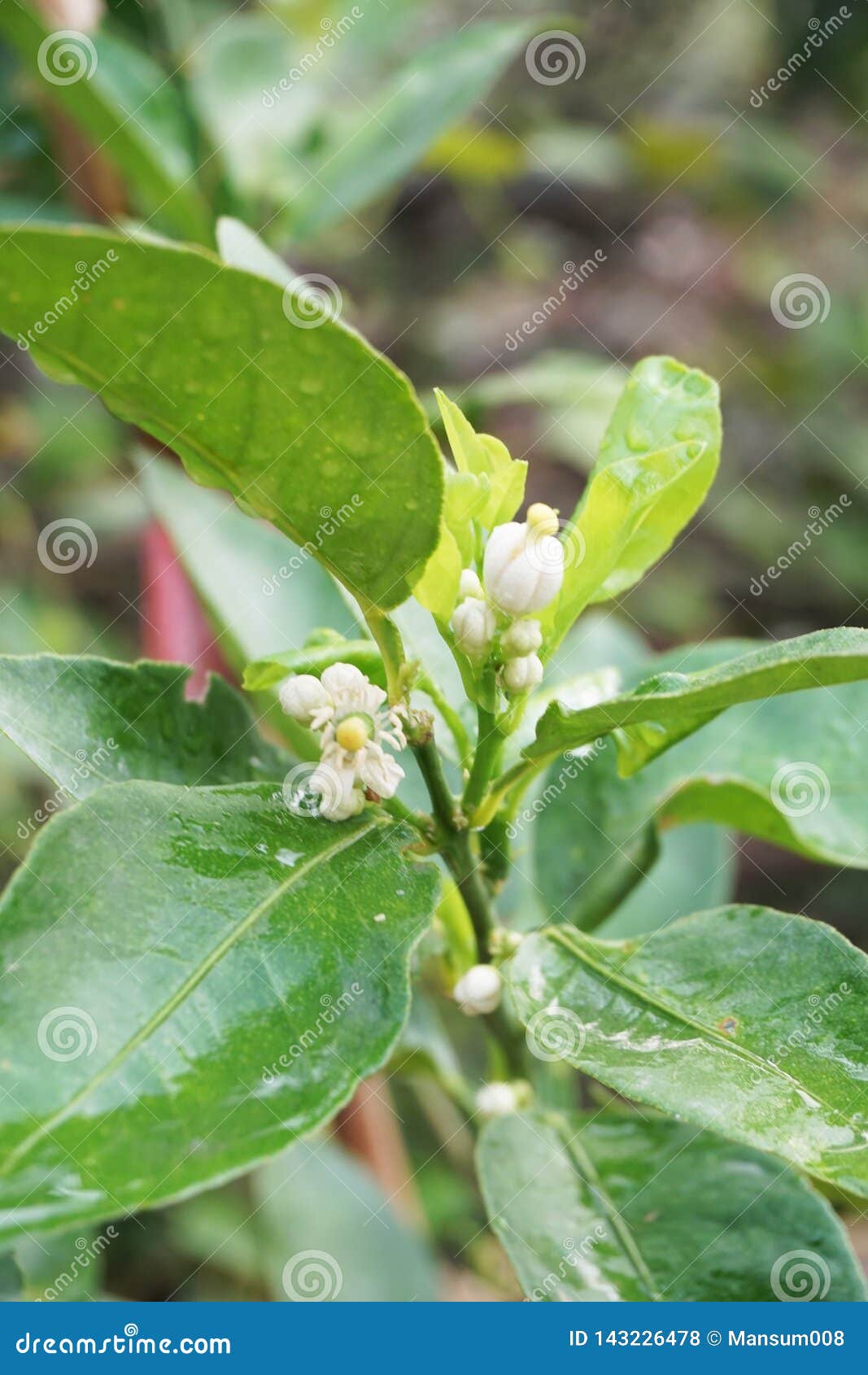 Lime Flower in Nature Garden Stock Photo Image of plant, flower