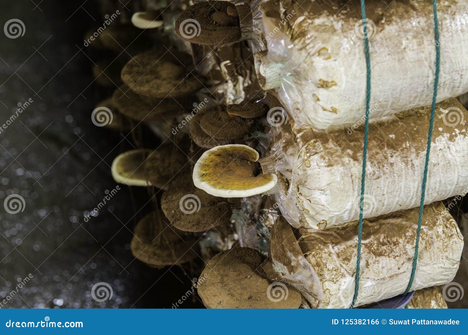 Close up Lingzhi mushroom stock photo. Image of mushroom - 125382166